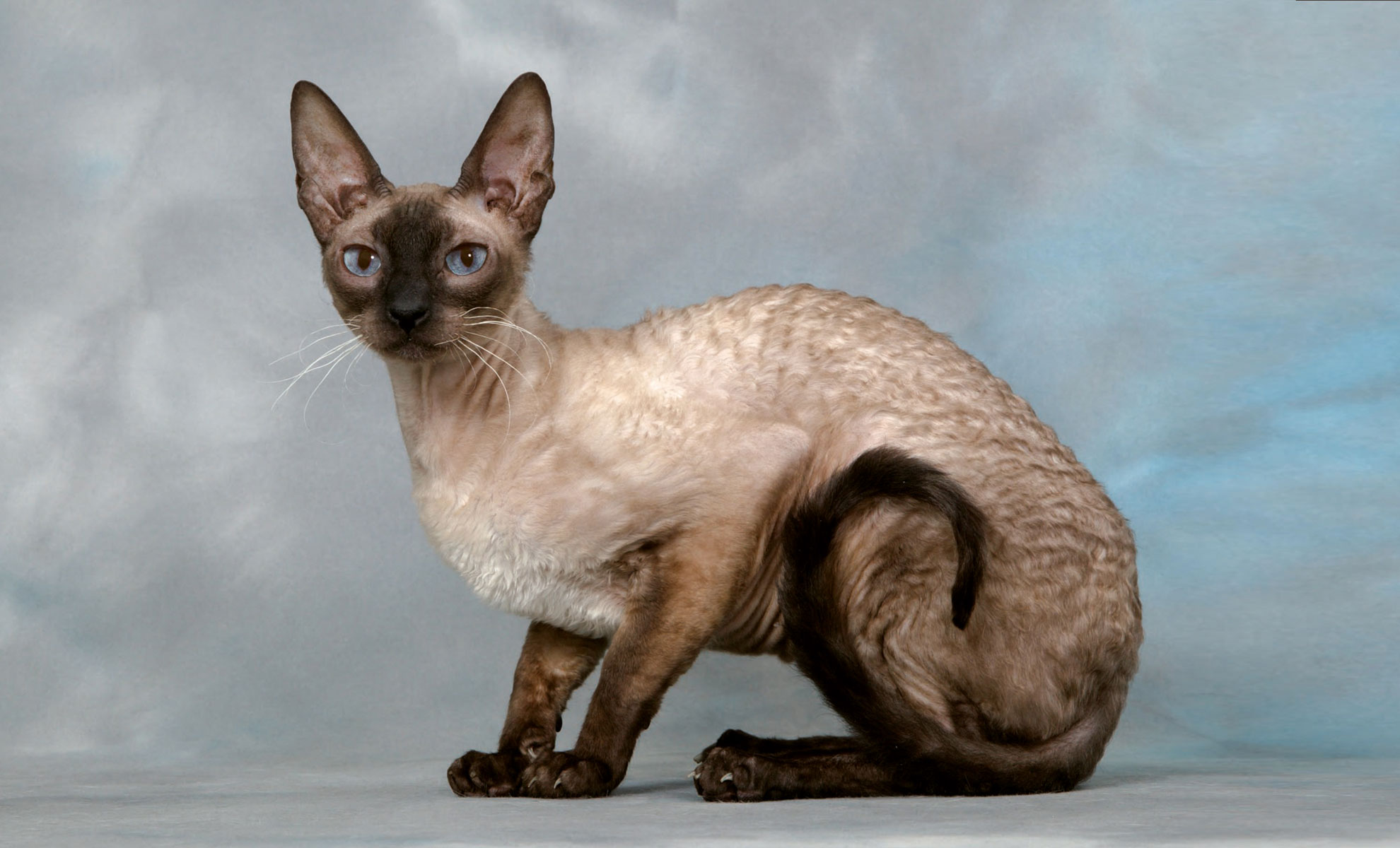 Un gatto Devon Rex con pelliccia riccia, orecchie grandi e occhi azzurri si staglia su uno sfondo nuvoloso blu e grigio.
