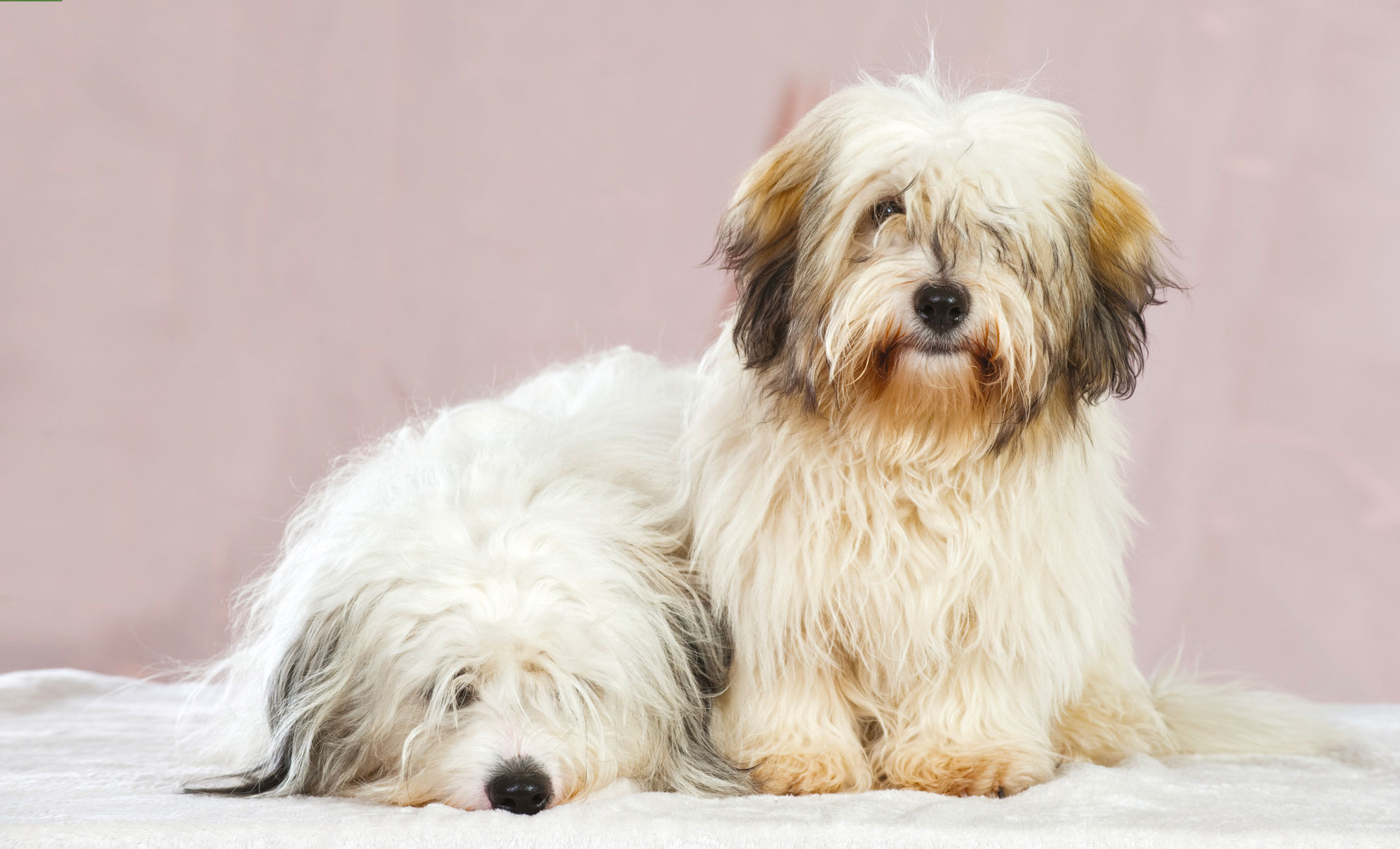 Due soffici cani riposano su una superficie morbida; uno è sdraiato mentre laltro è seduto. La loro lunga pelliccia, che ricorda quella del Coton de Tuléar, cade a cascata sui loro occhi, conferendo loro un aspetto adorabilmente misterioso.