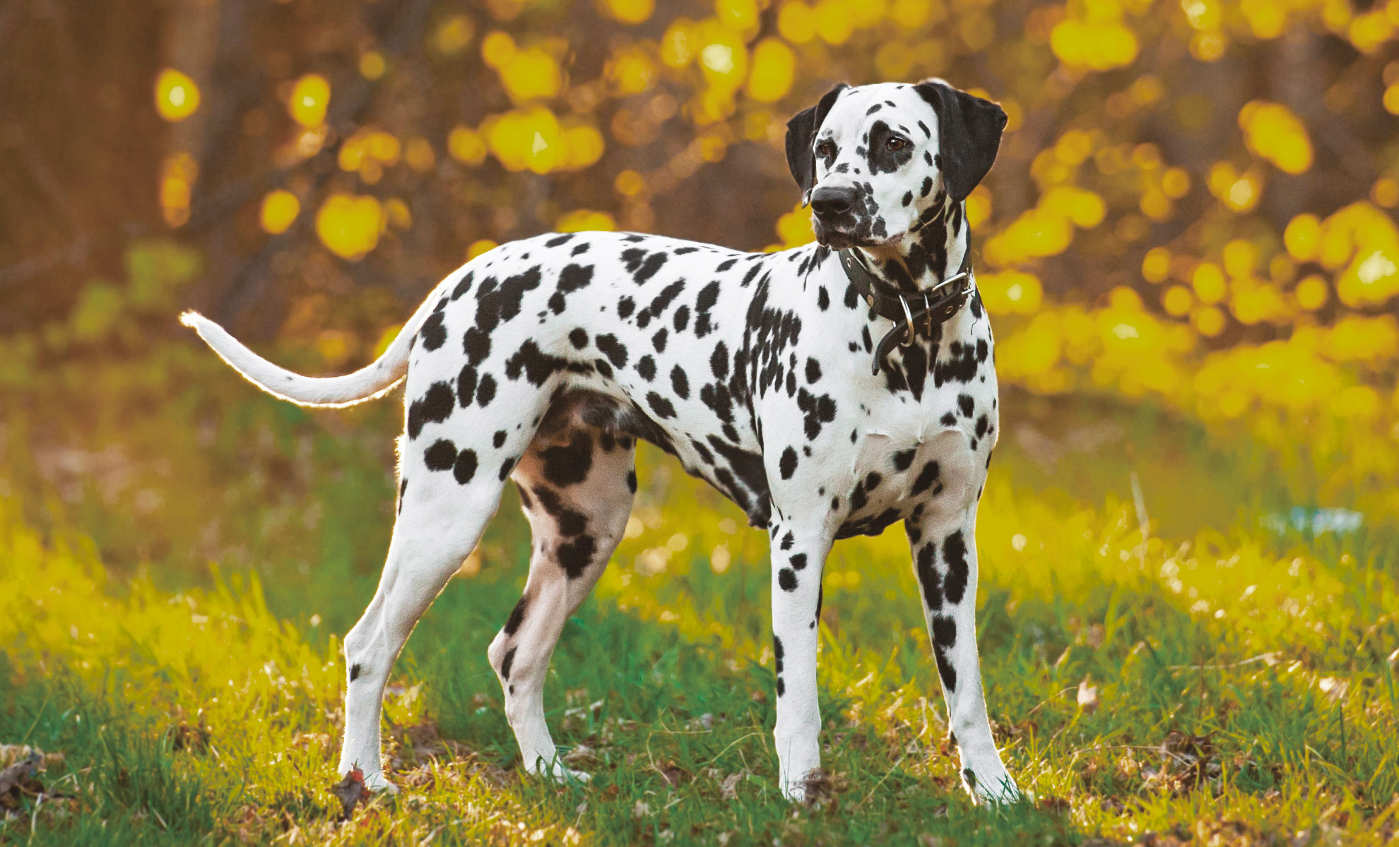 Cane dalmata in piedi sullerba con uno sfondo sfocato di fogliame giallo.