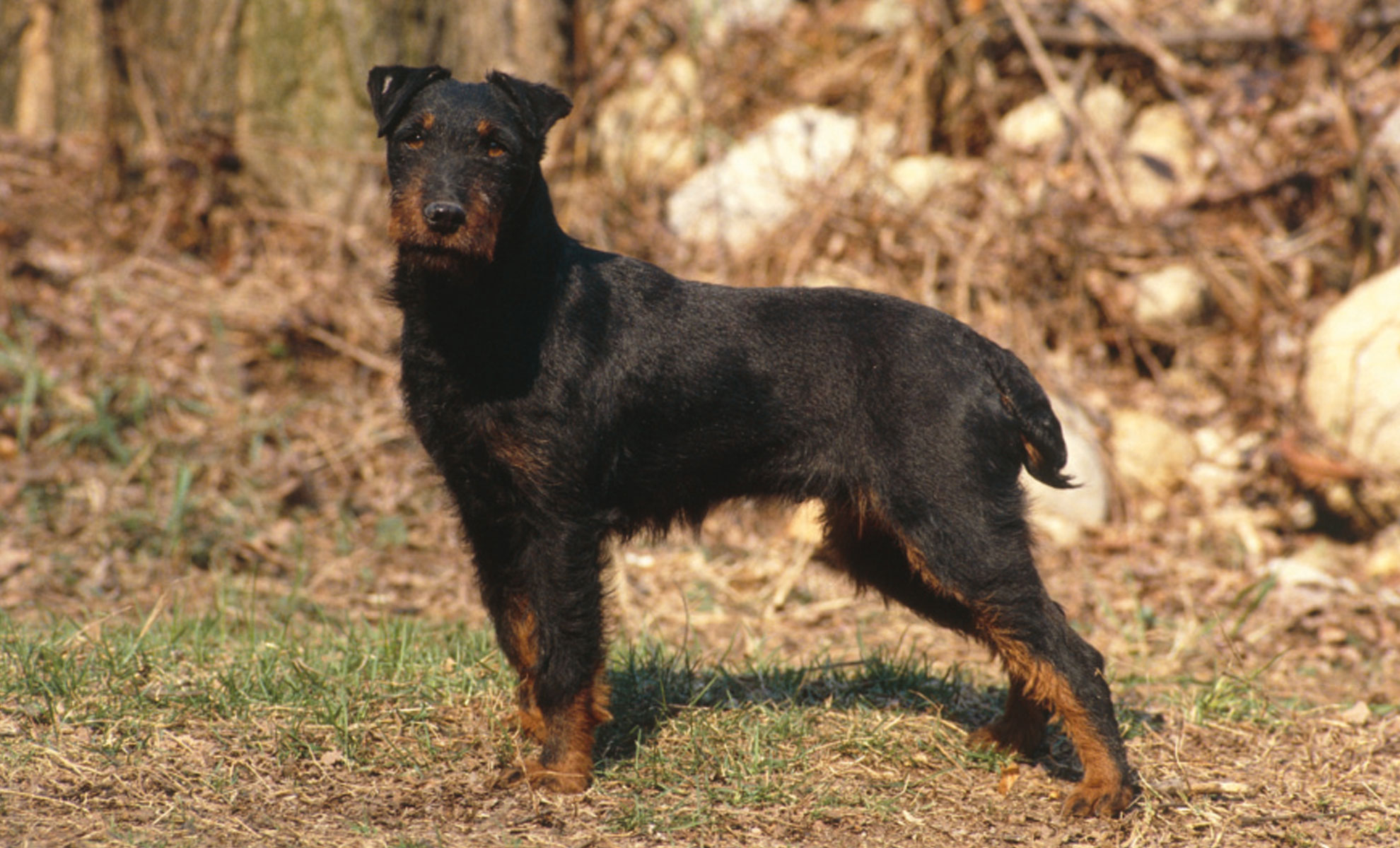 Un terrier tedesco nero e marrone è in piedi sullerba in una zona boscosa, rivolto verso sinistra, e incarna lagilità e gli istinti acuti di un vero cane da caccia.