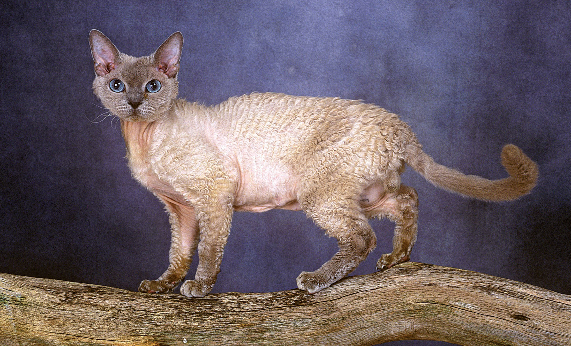 Un gatto Devon Rex dal pelo corto e riccio è in piedi su un ramo di un albero su uno sfondo blu scuro.