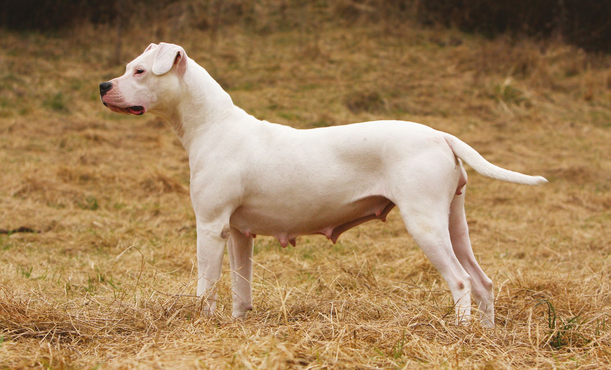 Un Dogo Argentino bianco è in piedi sullerba secca, rivolto verso sinistra.