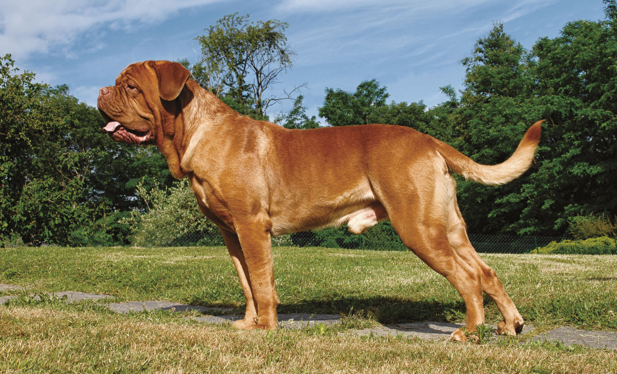 Un maestoso Dogue de Bordeaux si erge sullerba, la sua grande sagoma marrone è splendidamente immortalata di profilo sullo sfondo di alberi rigogliosi.