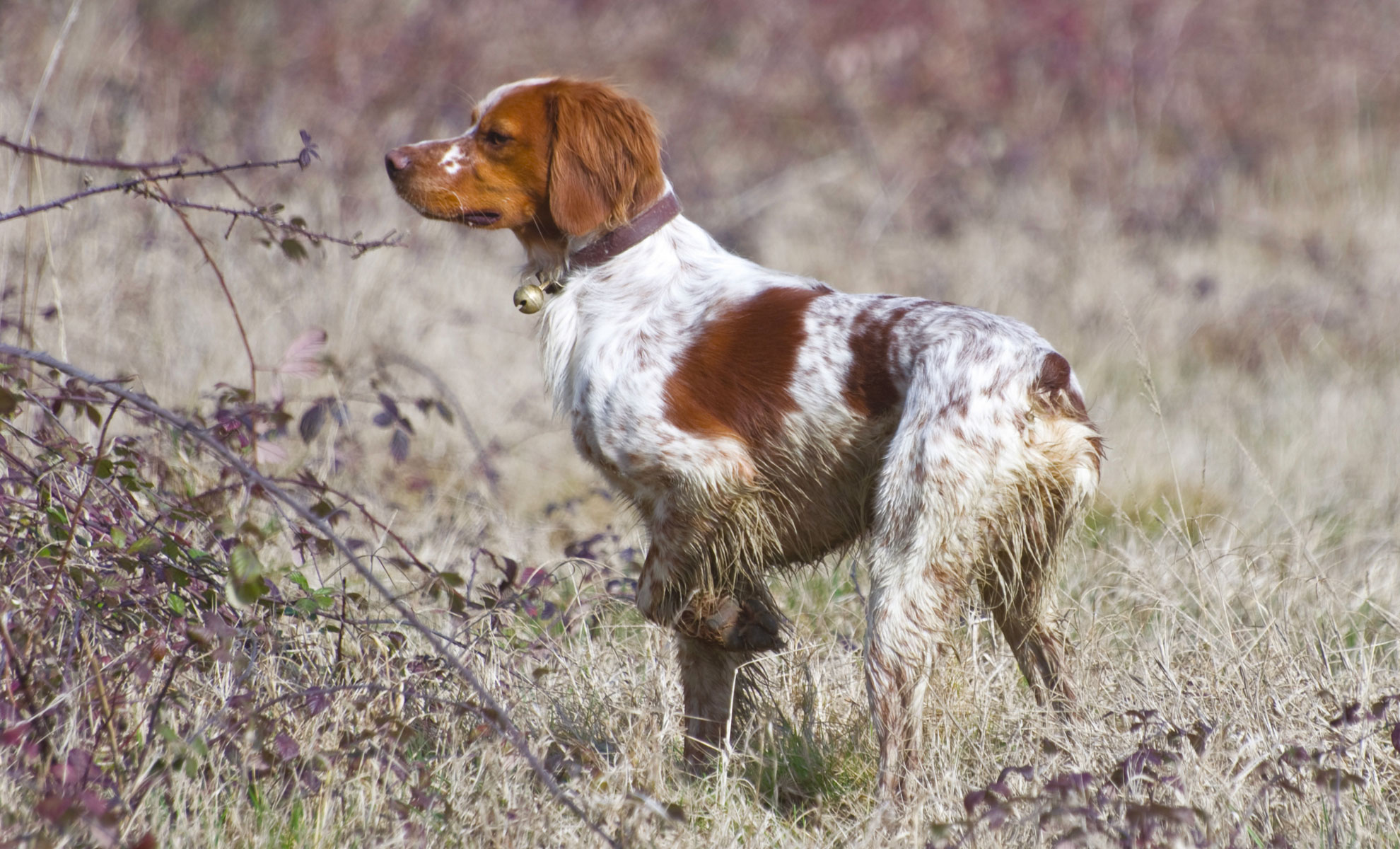 Un Epagneul Breton dal pelo marrone e bianco se ne sta attento in un campo erboso, con le zampe un po sporche di fango.