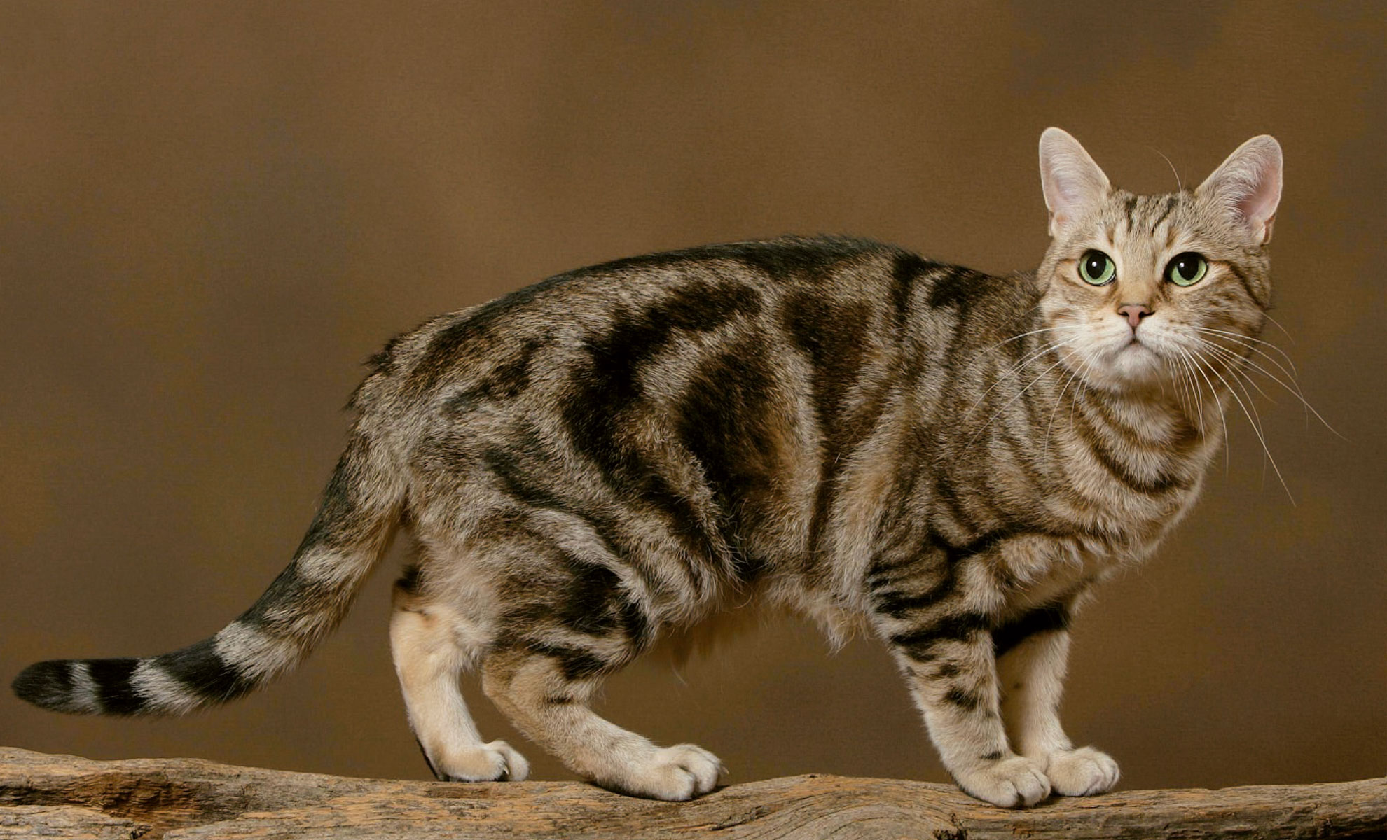 Un gatto soriano europeo a pelo corto con affascinanti occhi verdi si erge con grazia su una superficie di legno su uno sfondo marrone semplice.
