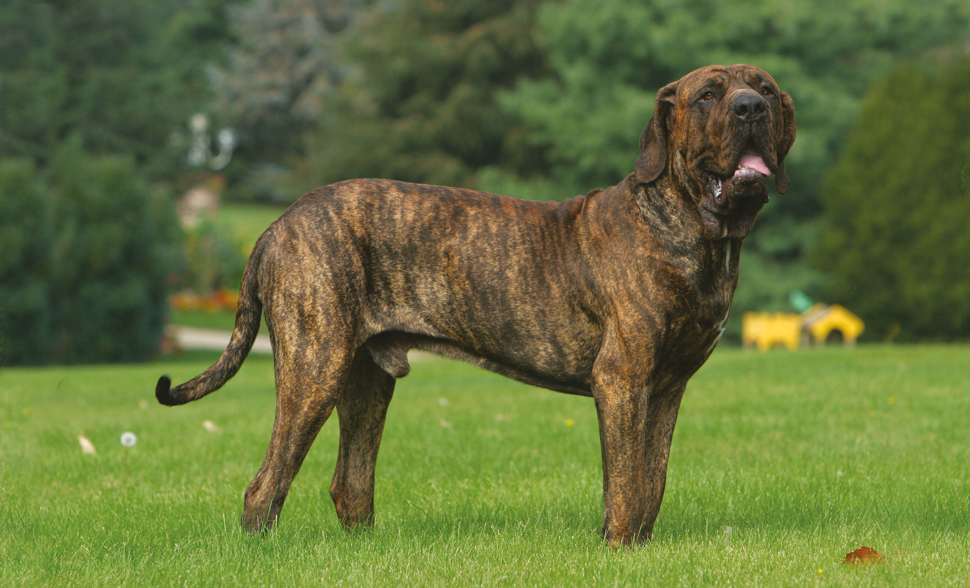 Un maestoso mastino tigrato, forse un Fila Brasileiro, si erge fiero su un prato erboso con alberi sullo sfondo.