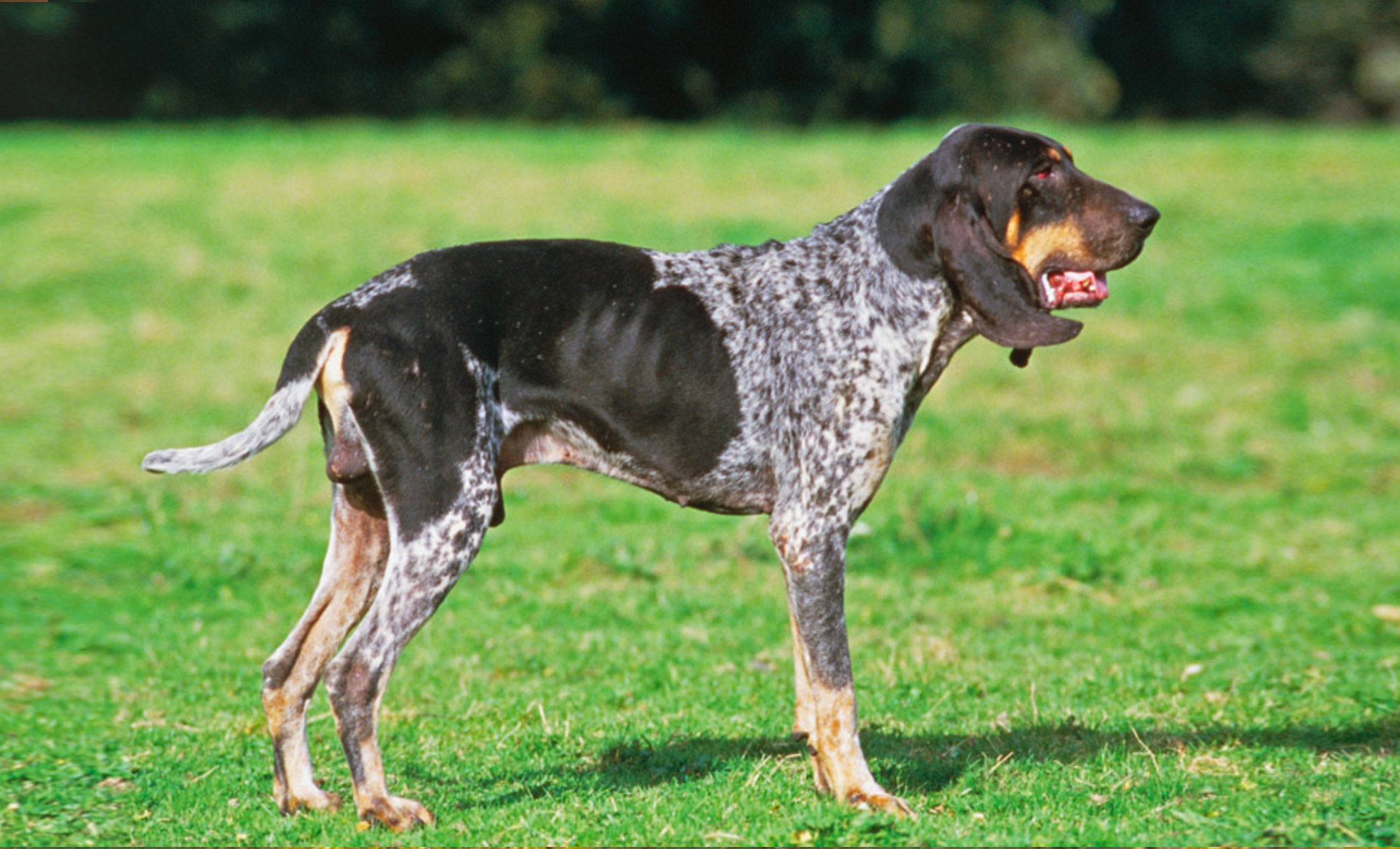 Un Bluetick Coonhound, una sorprendente razza canina imparentata con il Grand Bleu de Gascogne, si erge sullerba con il suo mantello maculato e la sua espressione vigile, esprimendo la nobile presenza di un vero segugio.