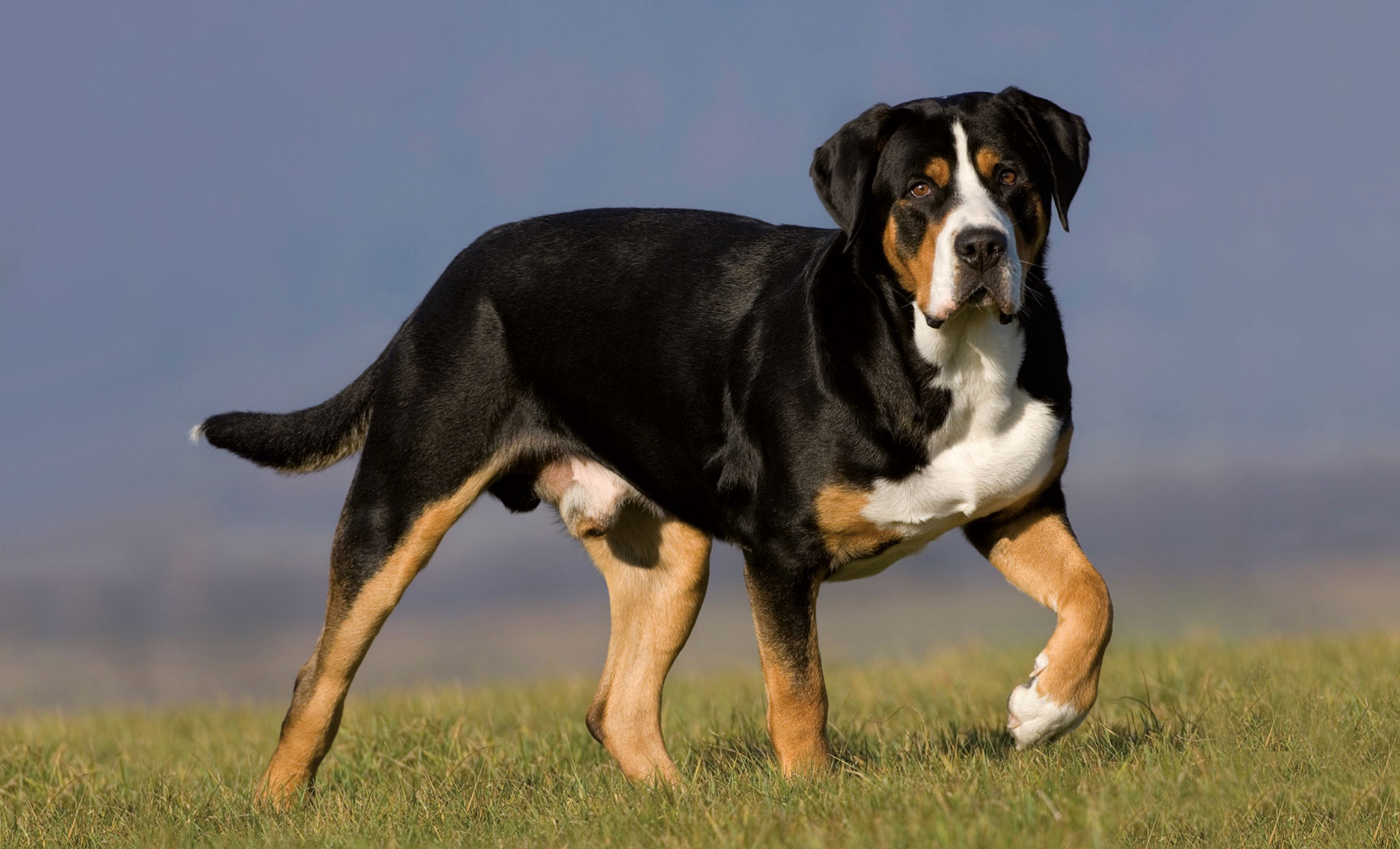 Un Grande Bovaro Svizzero, con il suo sorprendente mantello nero, marrone e bianco, si erge maestoso sullerba. La sua corporatura muscolosa e lo sguardo attento sono accentuati da una zampa sollevata su uno sfondo esterno leggermente sfocato.