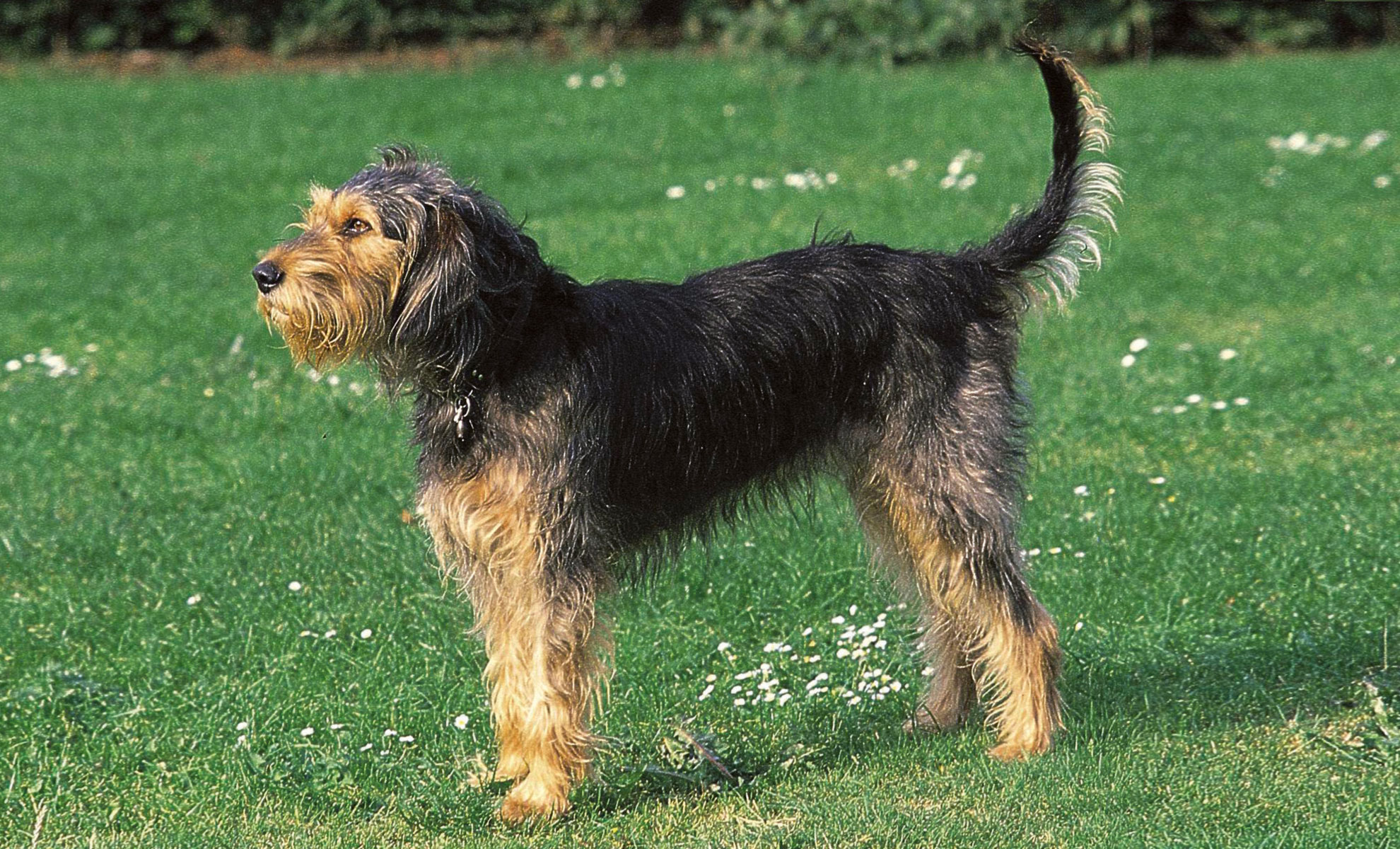 Un Griffon Nivernais di medie dimensioni, trasandato e con la pelliccia nera e marrone, è in piedi su un campo erboso e guarda verso sinistra.