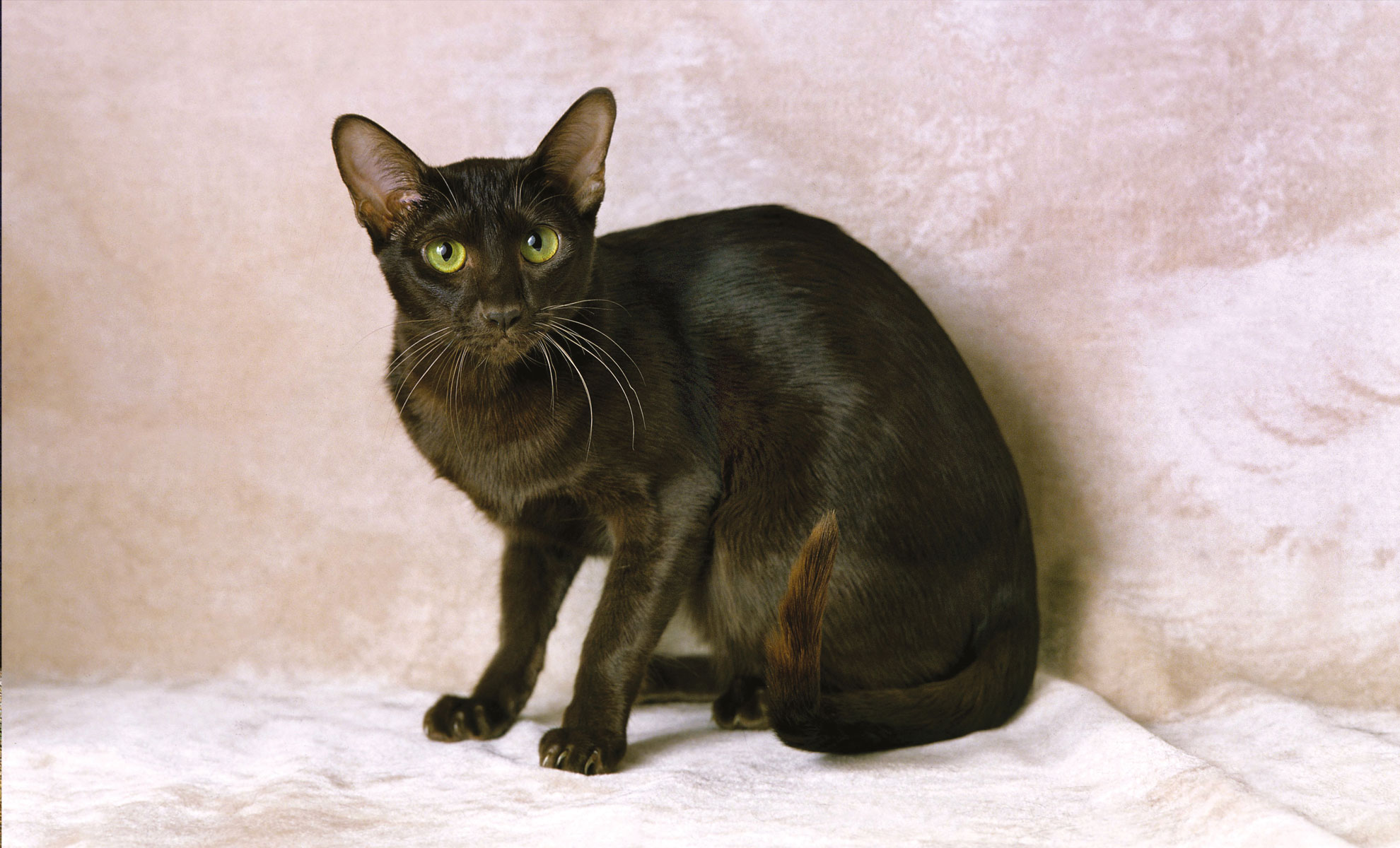 Un gatto marrone scuro con grandi orecchie e occhi verdi è seduto su una superficie chiara e guarda verso la telecamera.