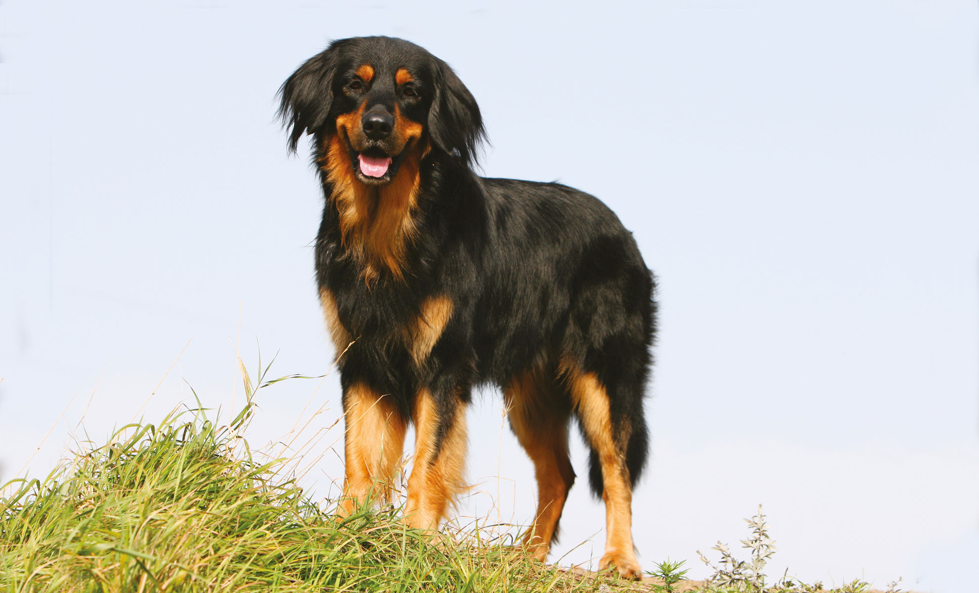 Un cane nero focato è fermo su una collina erbosa, con lo sguardo rivolto in avanti e la bocca leggermente aperta.