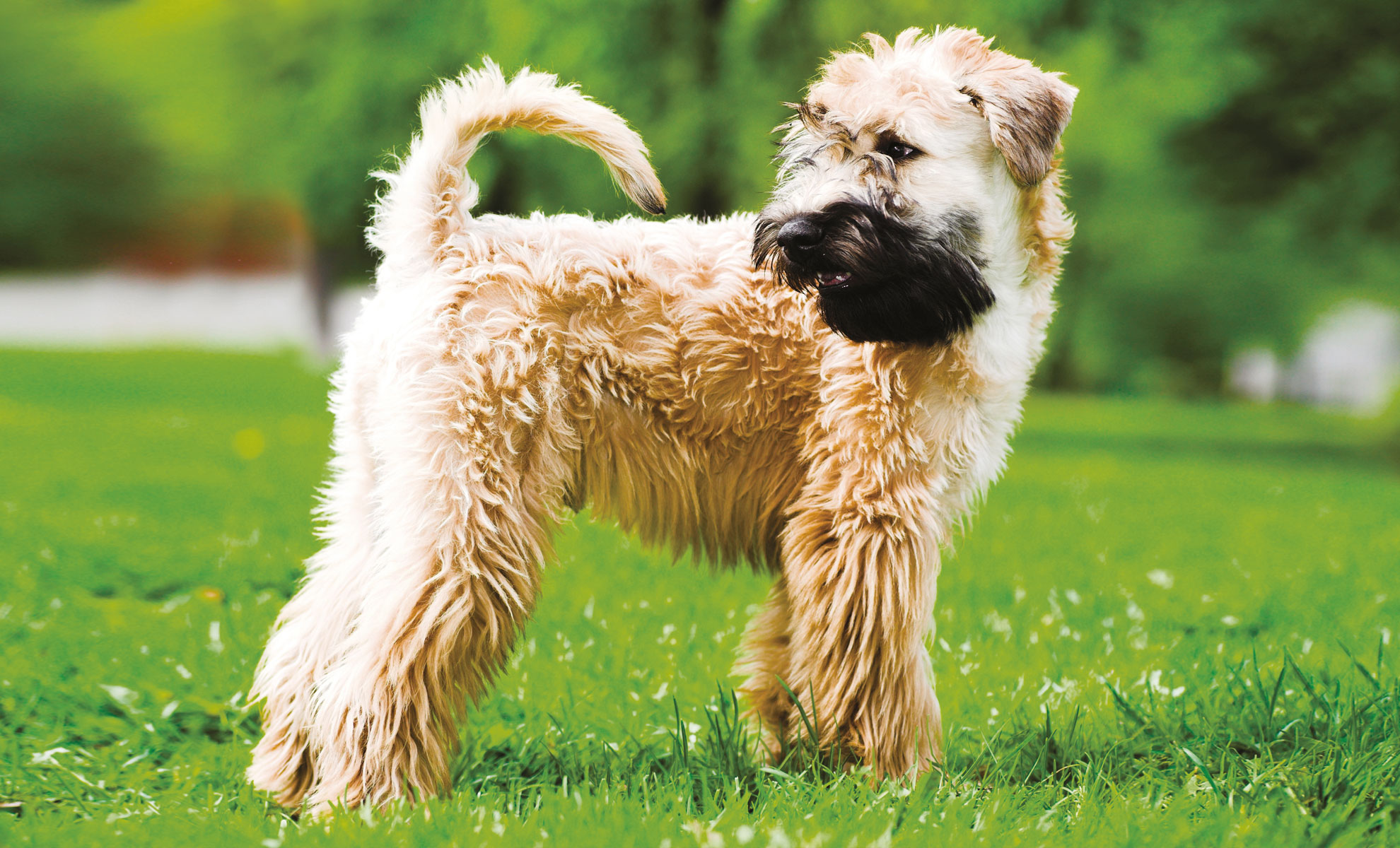 Un soffice Irish Soft Coated Wheaten Terrier color cuoio e nero è in piedi sullerba verde, rivolto di lato.
