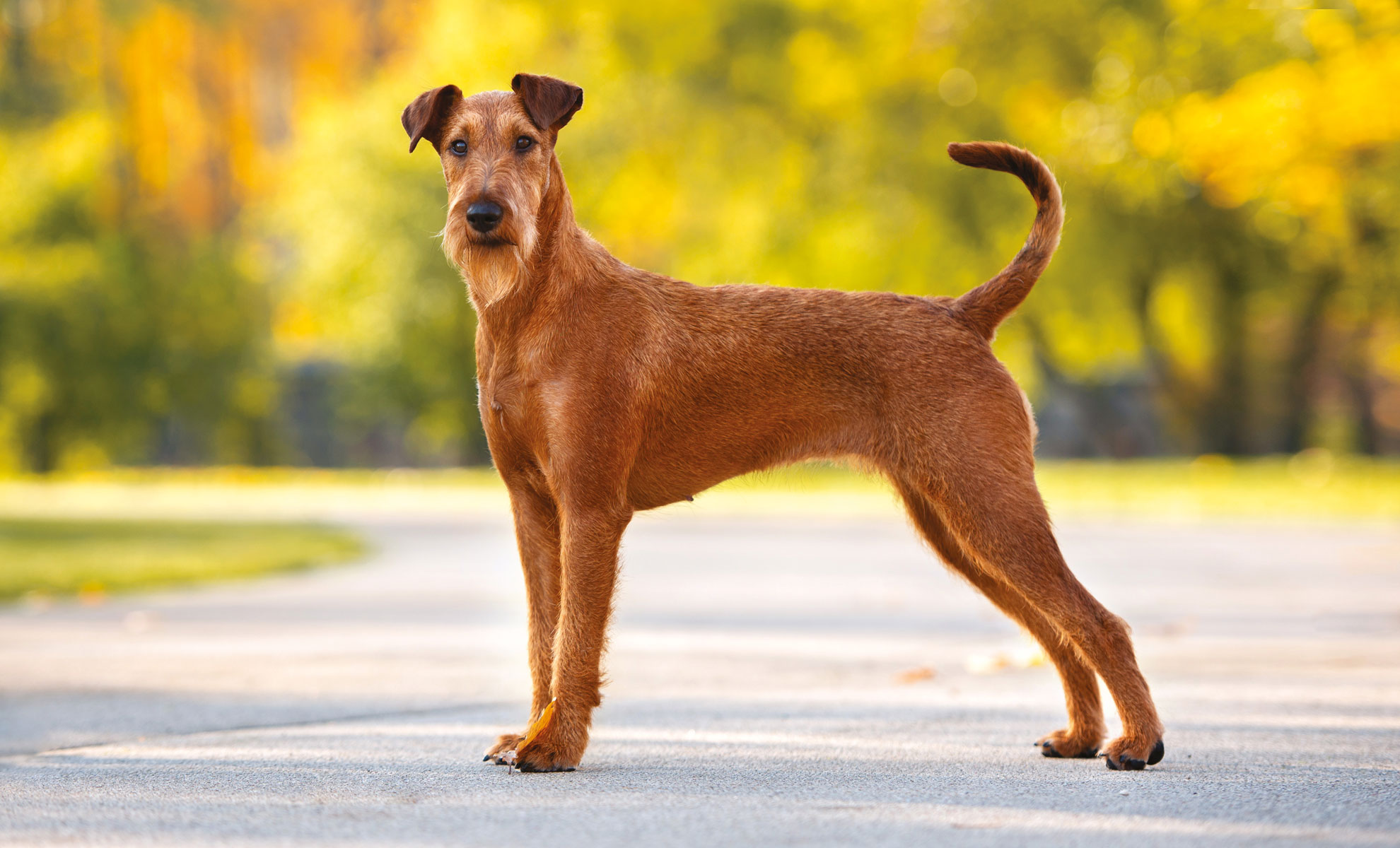 Un Terrier irlandese marrone si erge fiero su un sentiero asfaltato, il suo sguardo attento è incorniciato da uno sfondo sfocato verde e giallo.