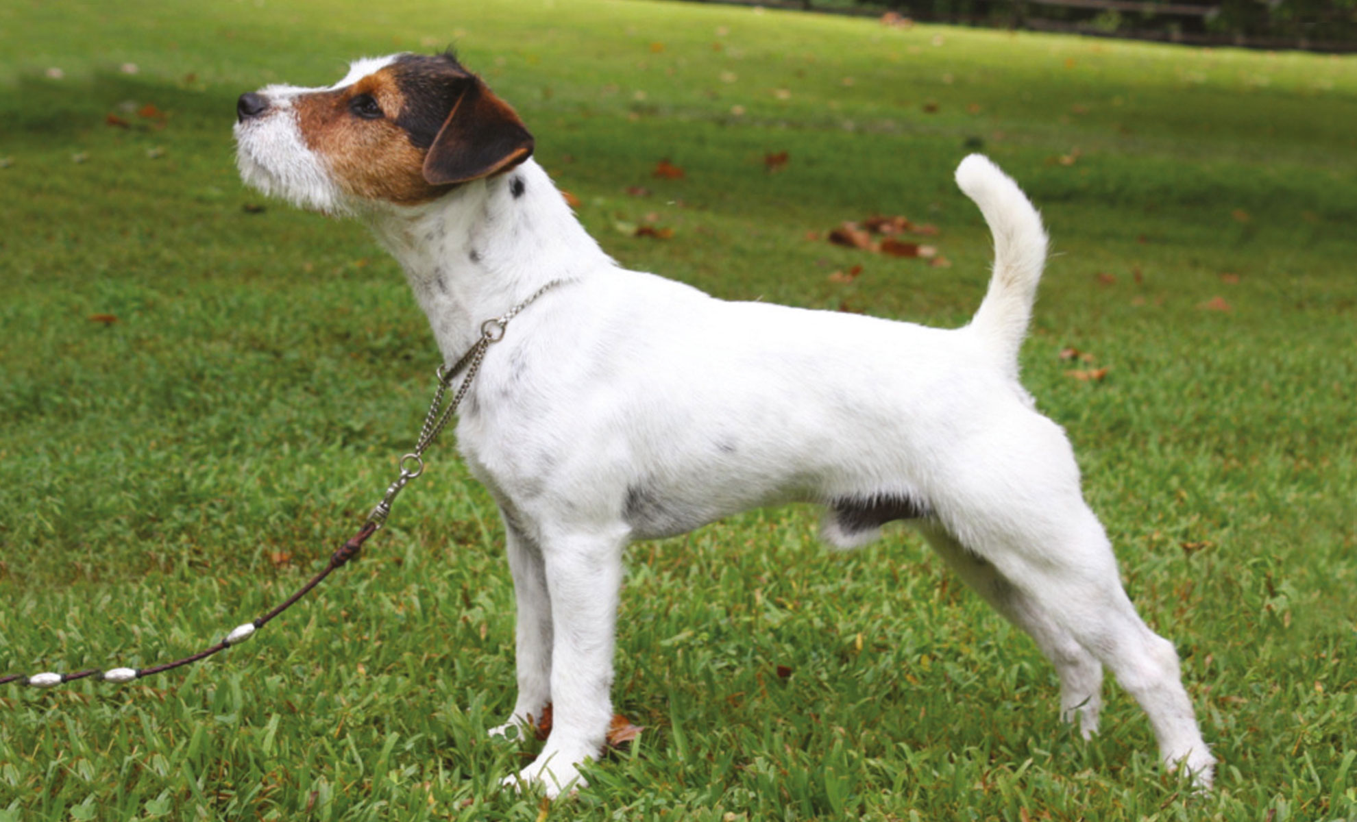 Un Parson Jack Russell Terrier bianco e marrone con la coda appuntita è fermo sullerba, in posizione vigile, rivolto verso sinistra, con collare e guinzaglio.