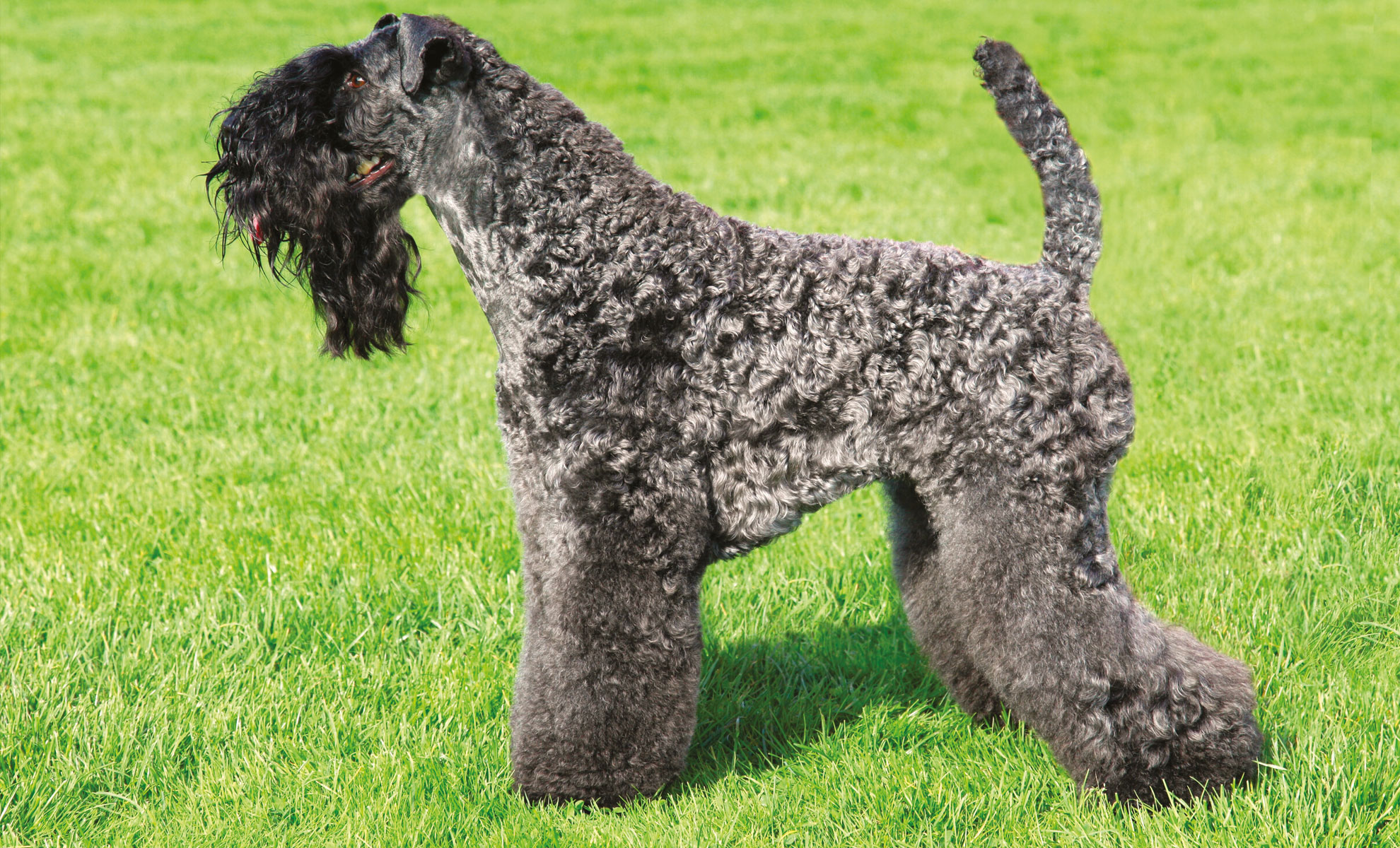 Un maestoso Kerry Blue Terrier si erge fiero sullerba verde lussureggiante, il suo pelo riccio blu-nero luccica sotto il sole. La barba distintiva aggiunge un tocco di nobiltà al suo aspetto.