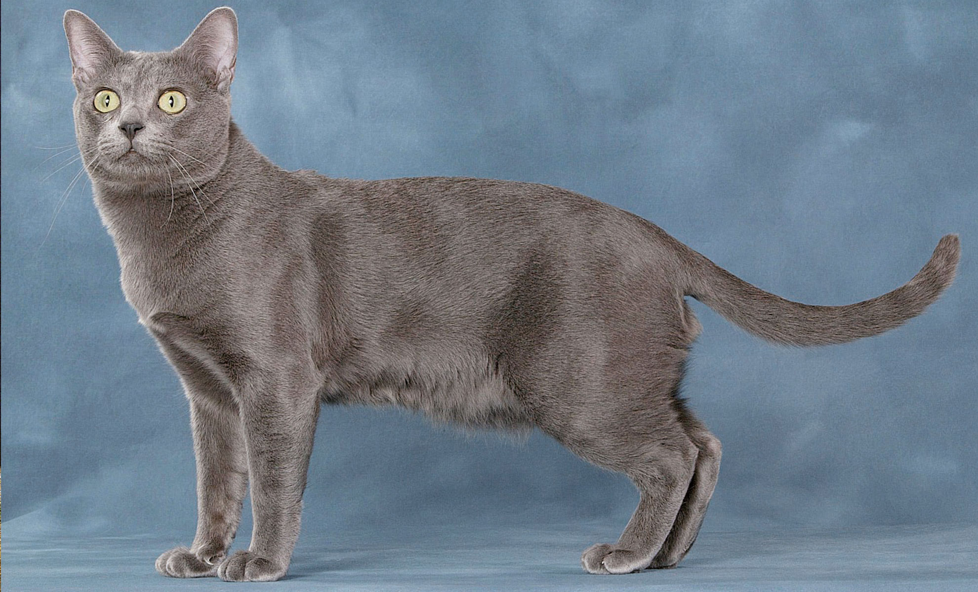 Un gatto Manx grigio si erge su uno sfondo blu, mostrando il suo corpo senza coda e la sua postura vigile.