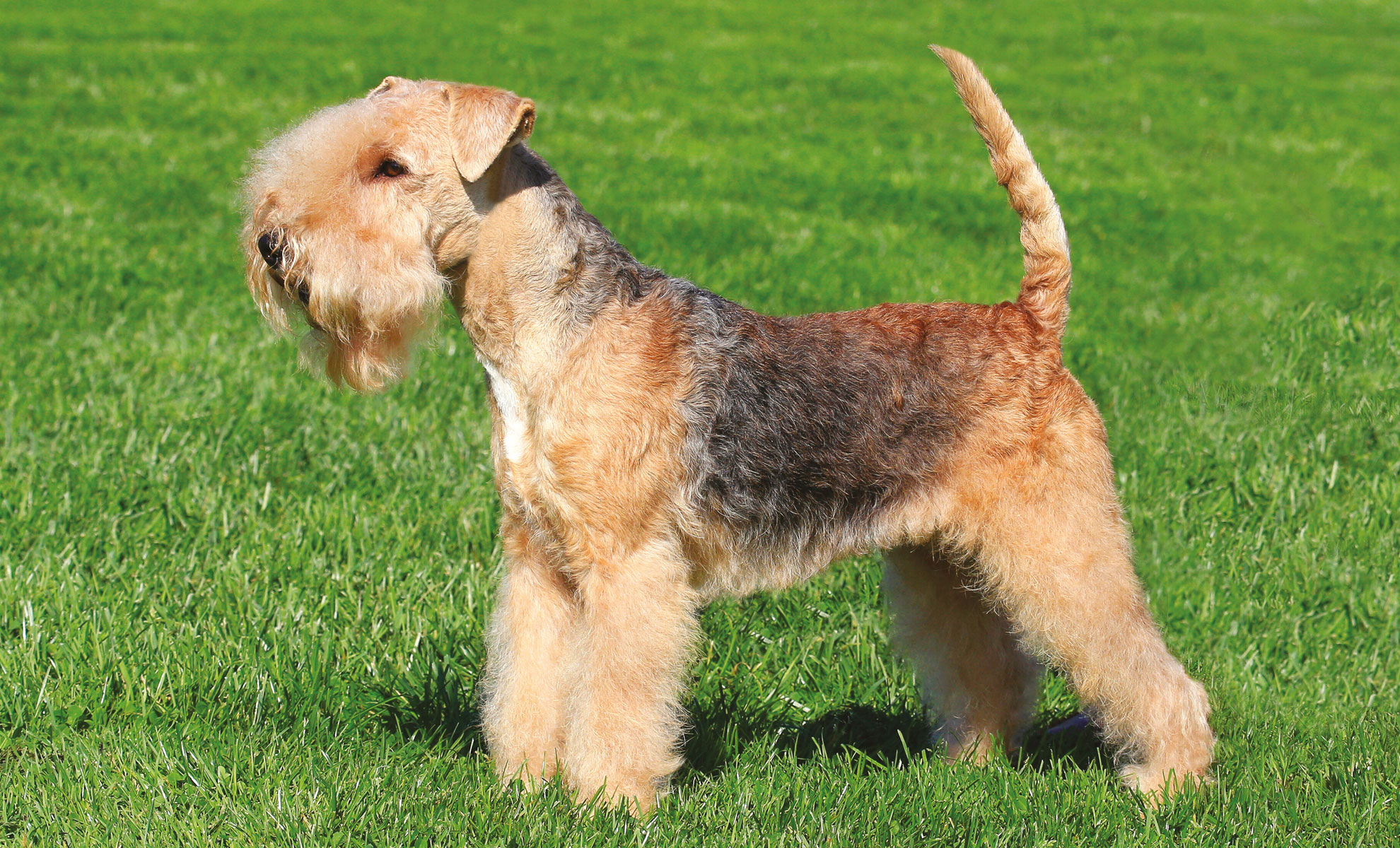 Un Welsh Terrier è seduto sullerba verde, mettendo in mostra il suo pelo ispido e la coda folta, che ricordano il vivace Lakeland Terrier.