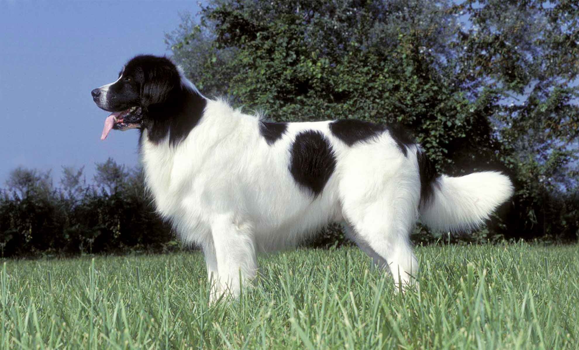 Un cane bianco e nero è in piedi sullerba verde, con alberi sullo sfondo e un cielo limpido.