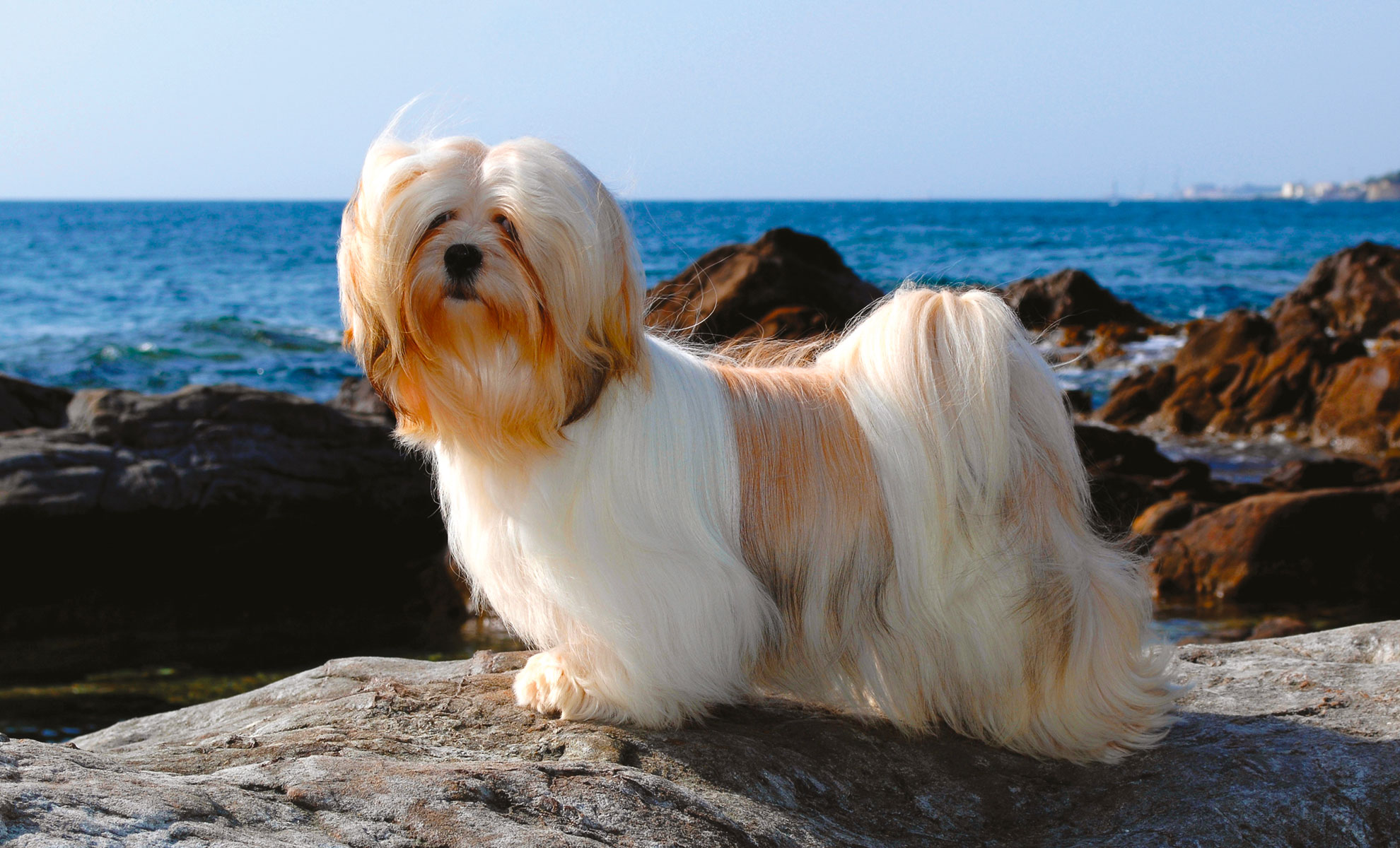 Un cane a pelo lungo è in piedi su una superficie rocciosa in riva al mare, sotto un cielo azzurro e limpido.
