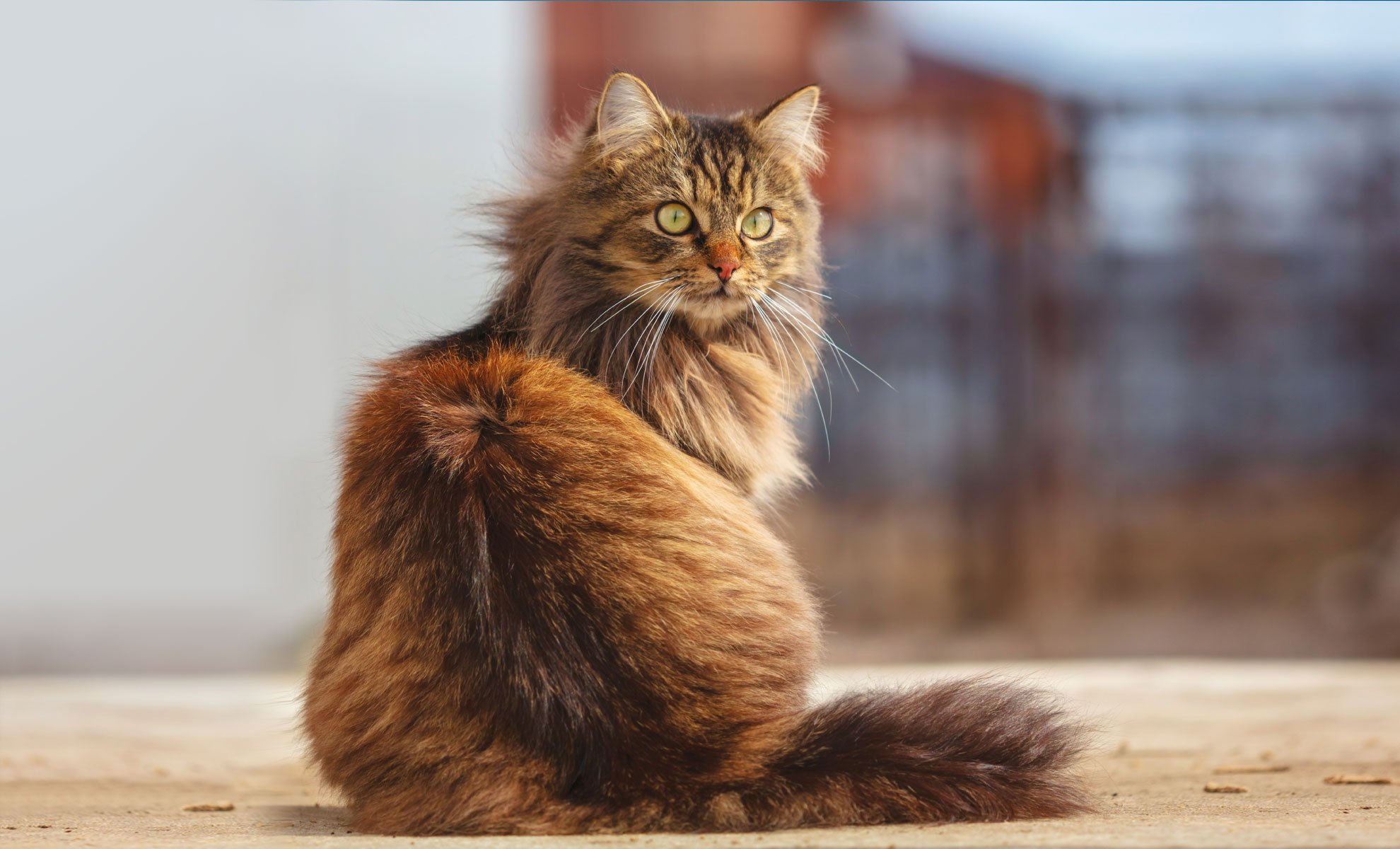 Gatto soriano marrone a pelo lungo seduto su una superficie di cemento, con lo sguardo rivolto di lato e lo sfondo sfocato.