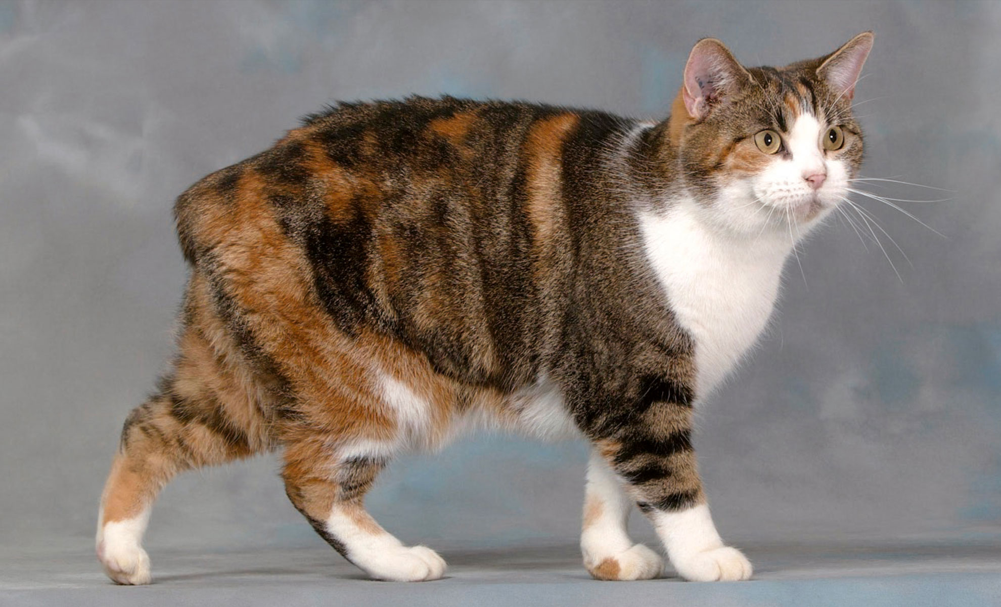 Un gatto Manx calico con la coda corta è in piedi su quattro zampe su uno sfondo grigio.