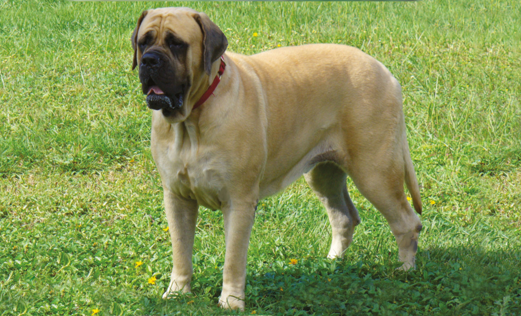 Un grande mastino marrone chiaro in piedi sullerba verde, con un collare rosso.