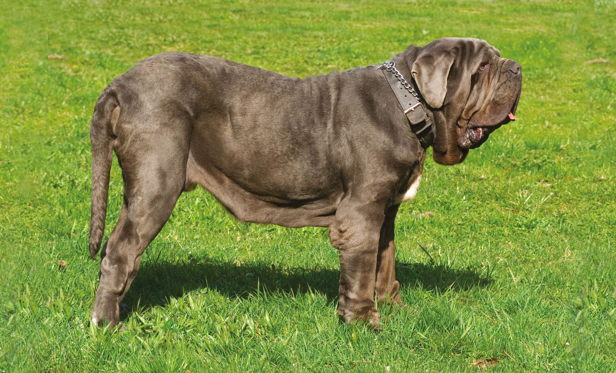 Un grande Mastino Napoletano è raffigurato su un prato verde, rivolto verso sinistra, adornato da un collare di metallo.