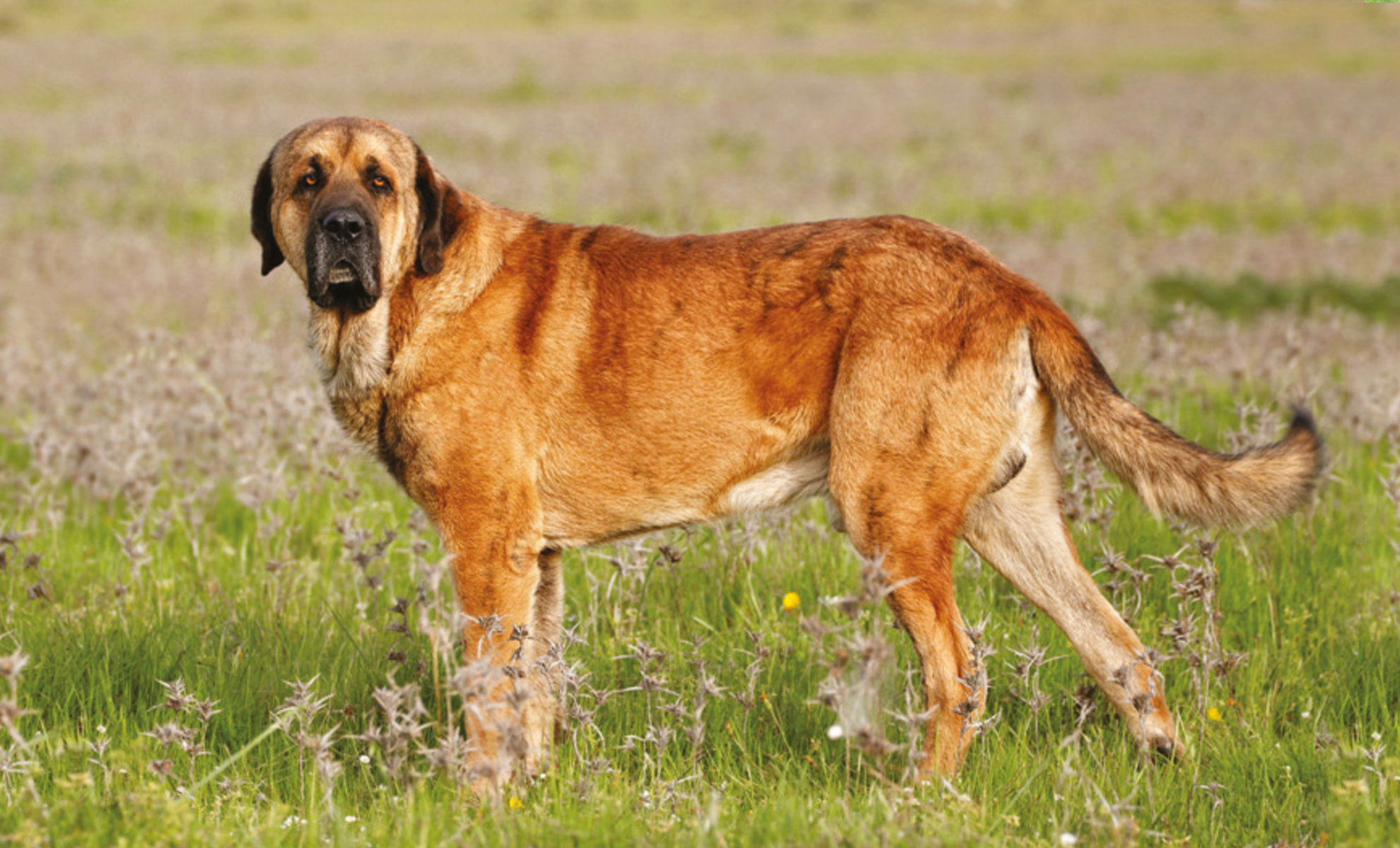 Un grosso cane marrone, simile a un Mastino Spagnolo, è in piedi sullerba in un campo, con la testa rivolta di lato verso la telecamera.