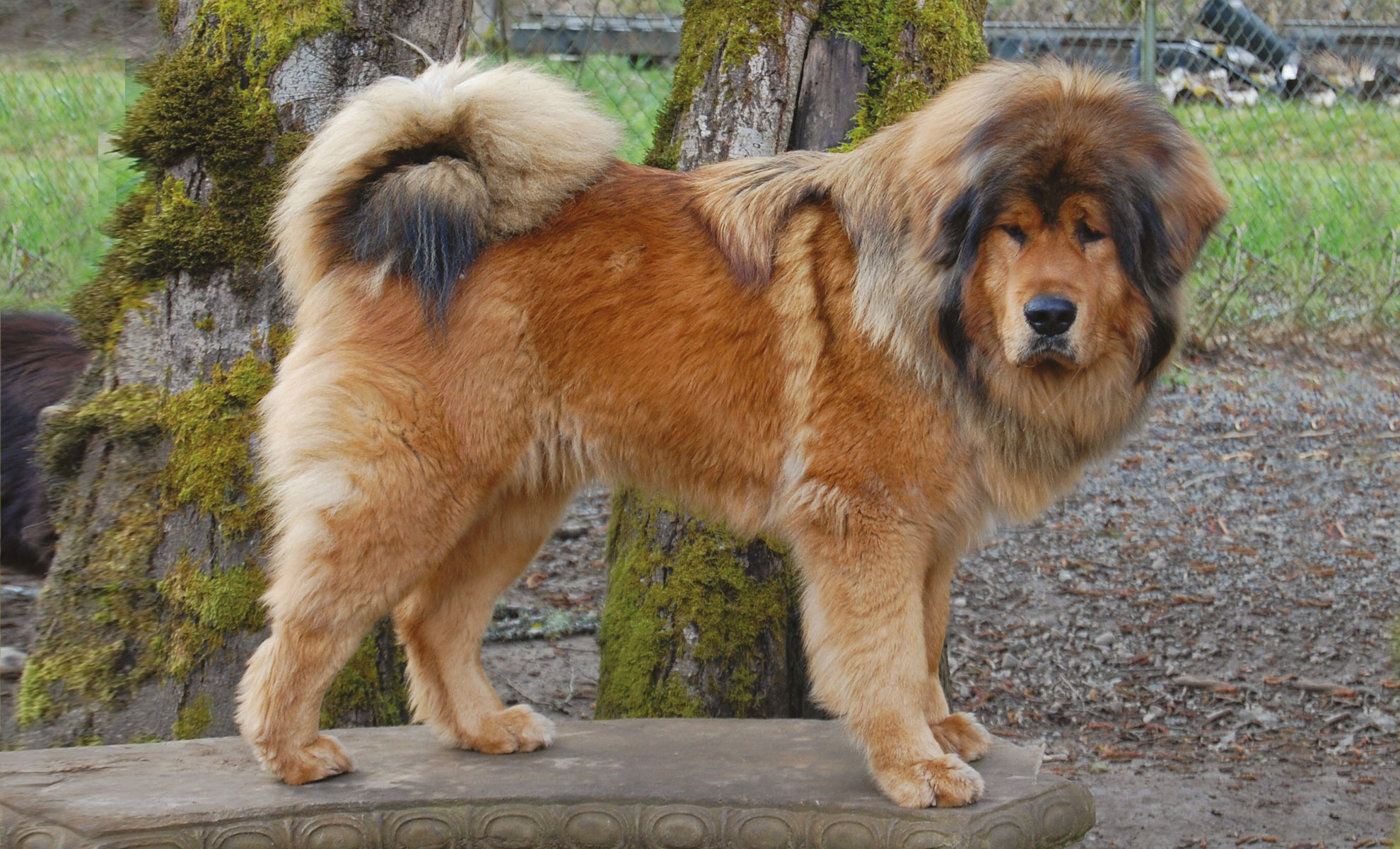 Un grande e soffice Mastino Tibetano con un folto mantello marrone e macchie nere è in piedi allaperto su una piattaforma vicino agli alberi.