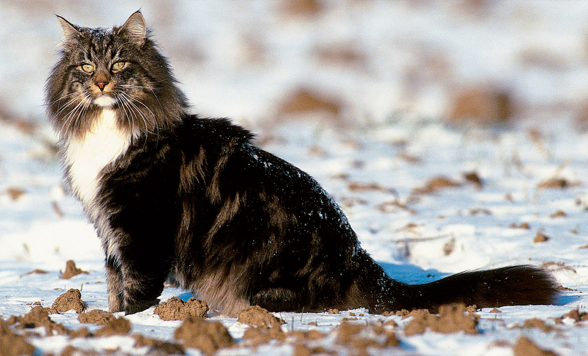 Un gatto Norvegese delle Foreste a pelo lungo con una coda soffice è seduto in un campo innevato, rivolto in avanti. La sua pelliccia è scura con macchie bianche, mentre la neve ricopre il terreno.