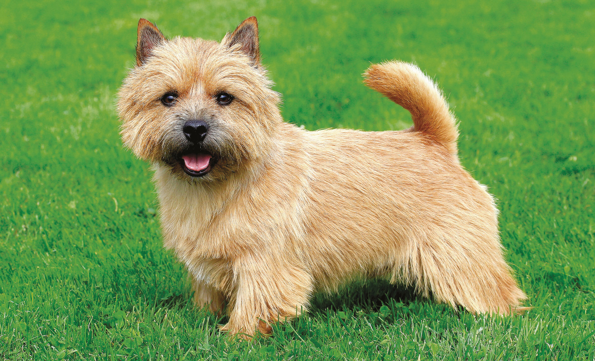 Fluffy Norwich Terrier è in piedi sullerba, con la bocca aperta.