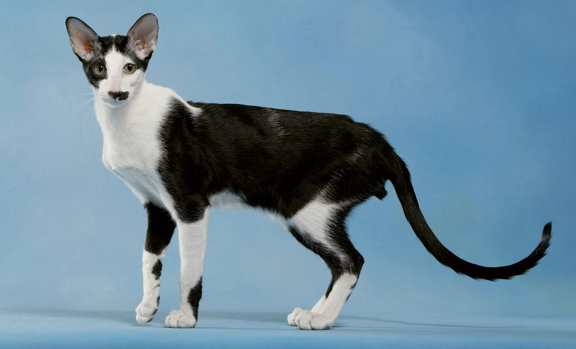 Gatto bianco e nero con corpo snello e grandi orecchie su sfondo blu.