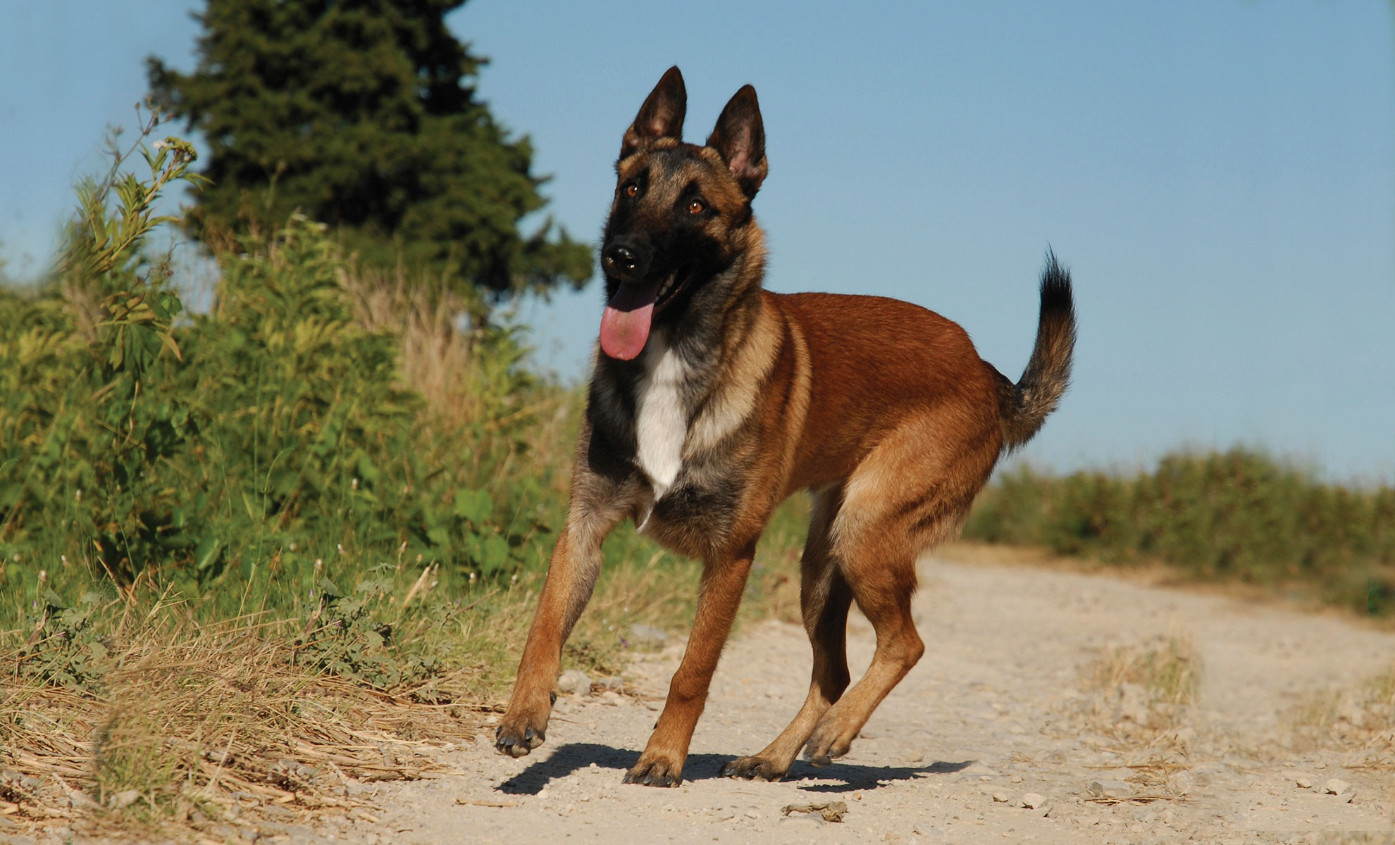 Un pastore belga Malinois passeggia lungo un sentiero sterrato, circondato da una vegetazione lussureggiante e da un albero imponente, il tutto sotto un cielo azzurro e terso.