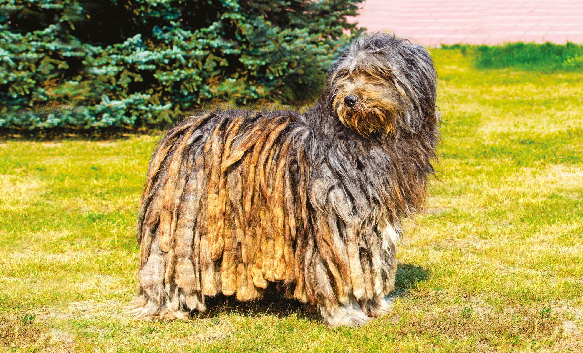 Cane da Pastore Bergamasco Petme