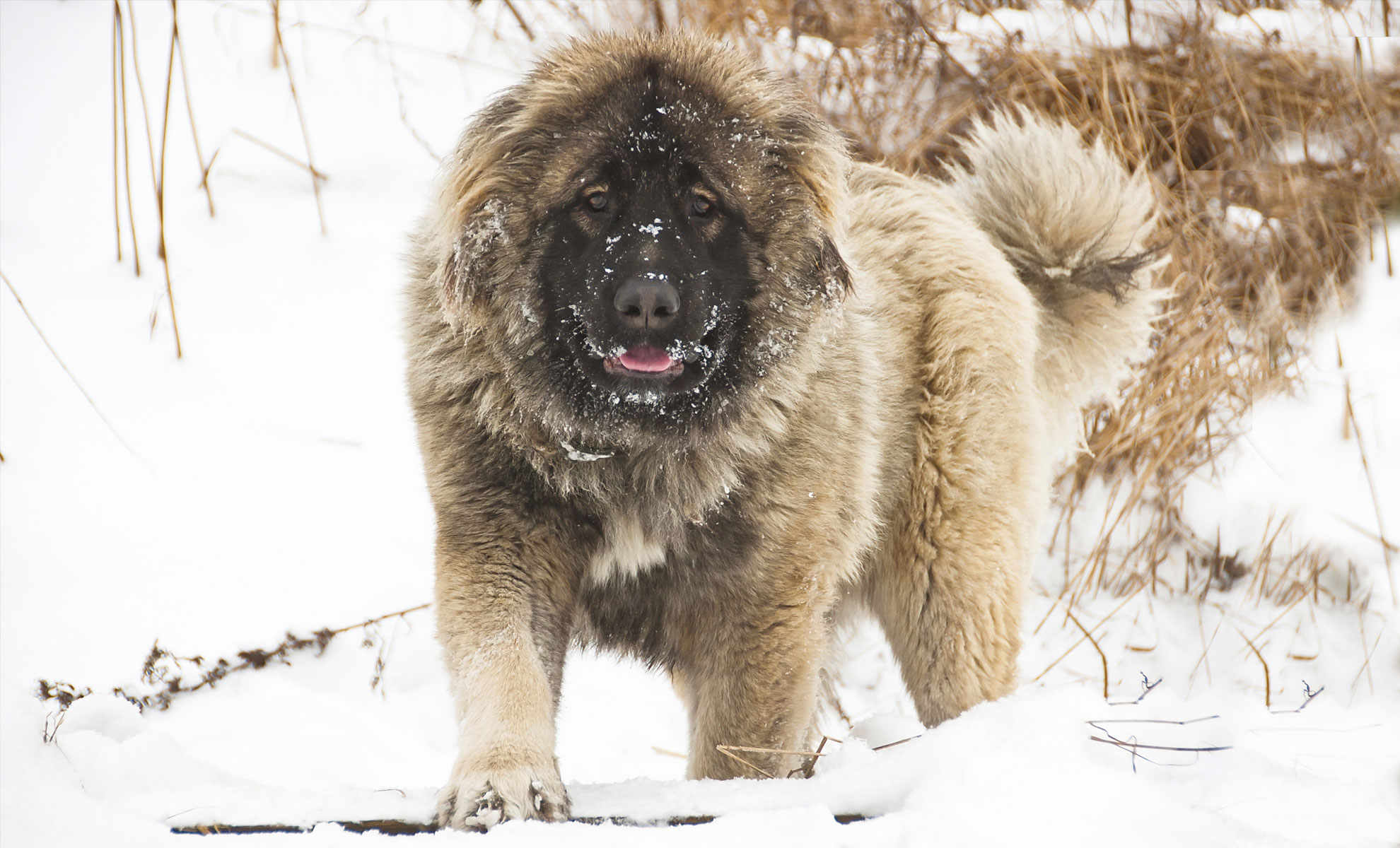Un soffice Cane da Pastore del Caucaso si erge nella neve, con la pelliccia gelida e una lingua rosa visibile. Erba secca sullo sfondo.