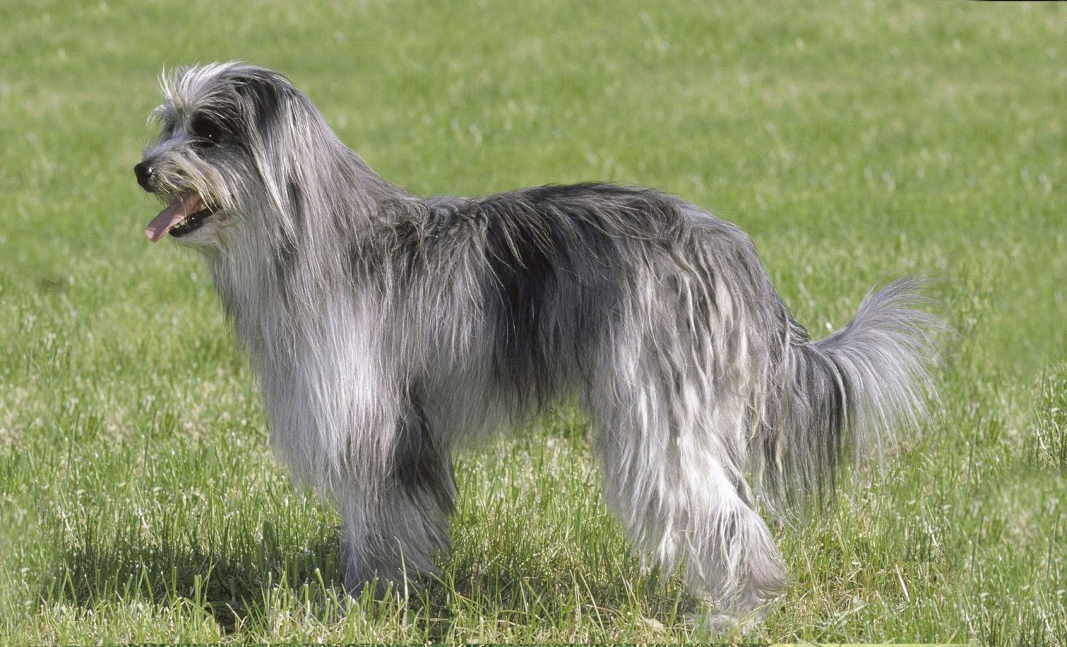 Cane da Pastore dei Pirenei a pelo lungo Petme