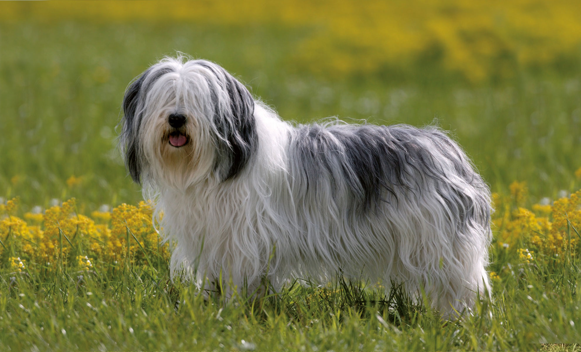 Un Cane da Pastore Polacco dal pelo lungo e ispido, con pelliccia bianca e grigia, è in piedi in un campo di erba verde e fiori gialli, con la lingua fuori.
