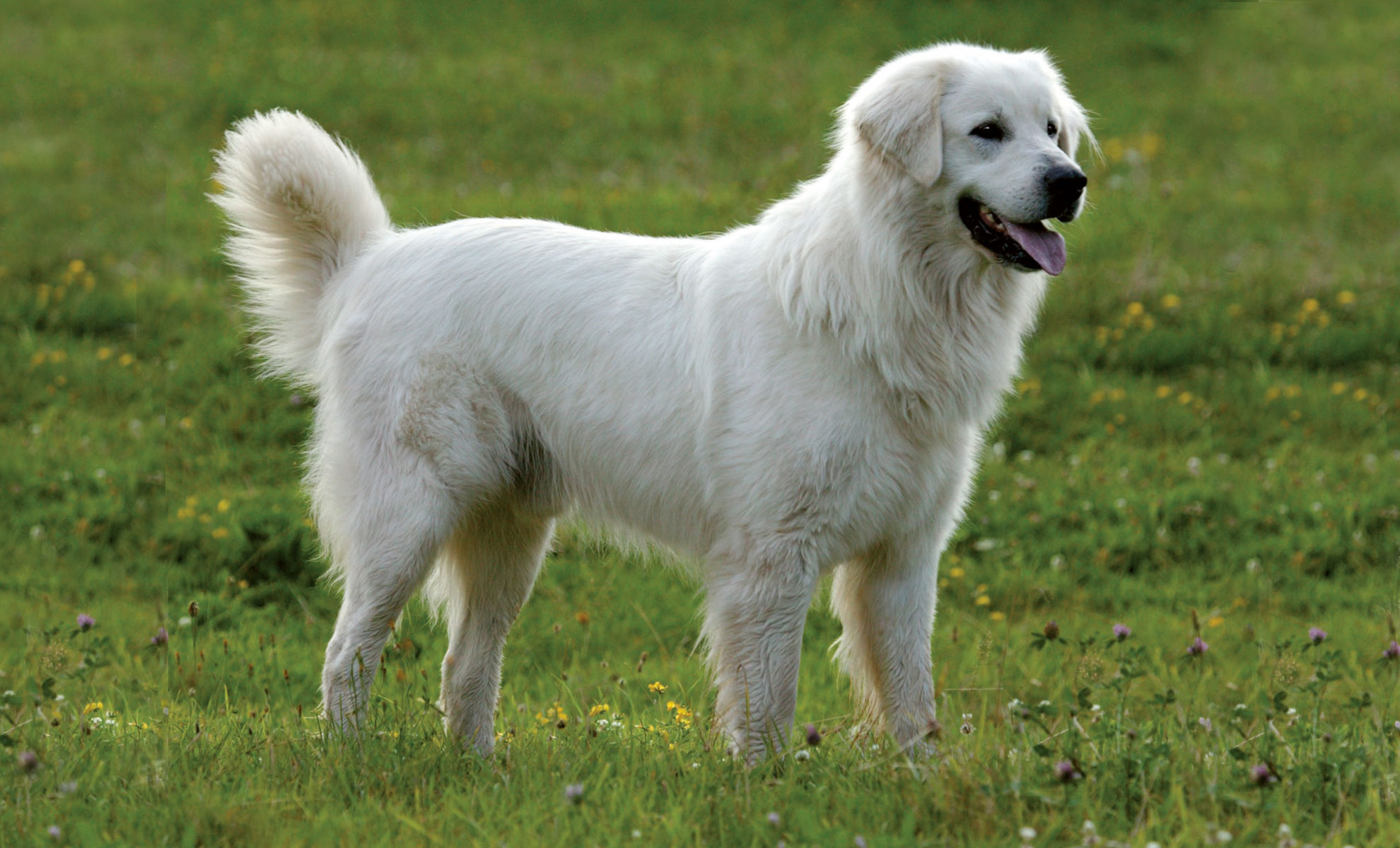 Un grosso cane bianco e soffice, che ricorda la maestosa razza dei Pirenei, è in piedi su un campo erboso con la bocca aperta e la coda alzata.