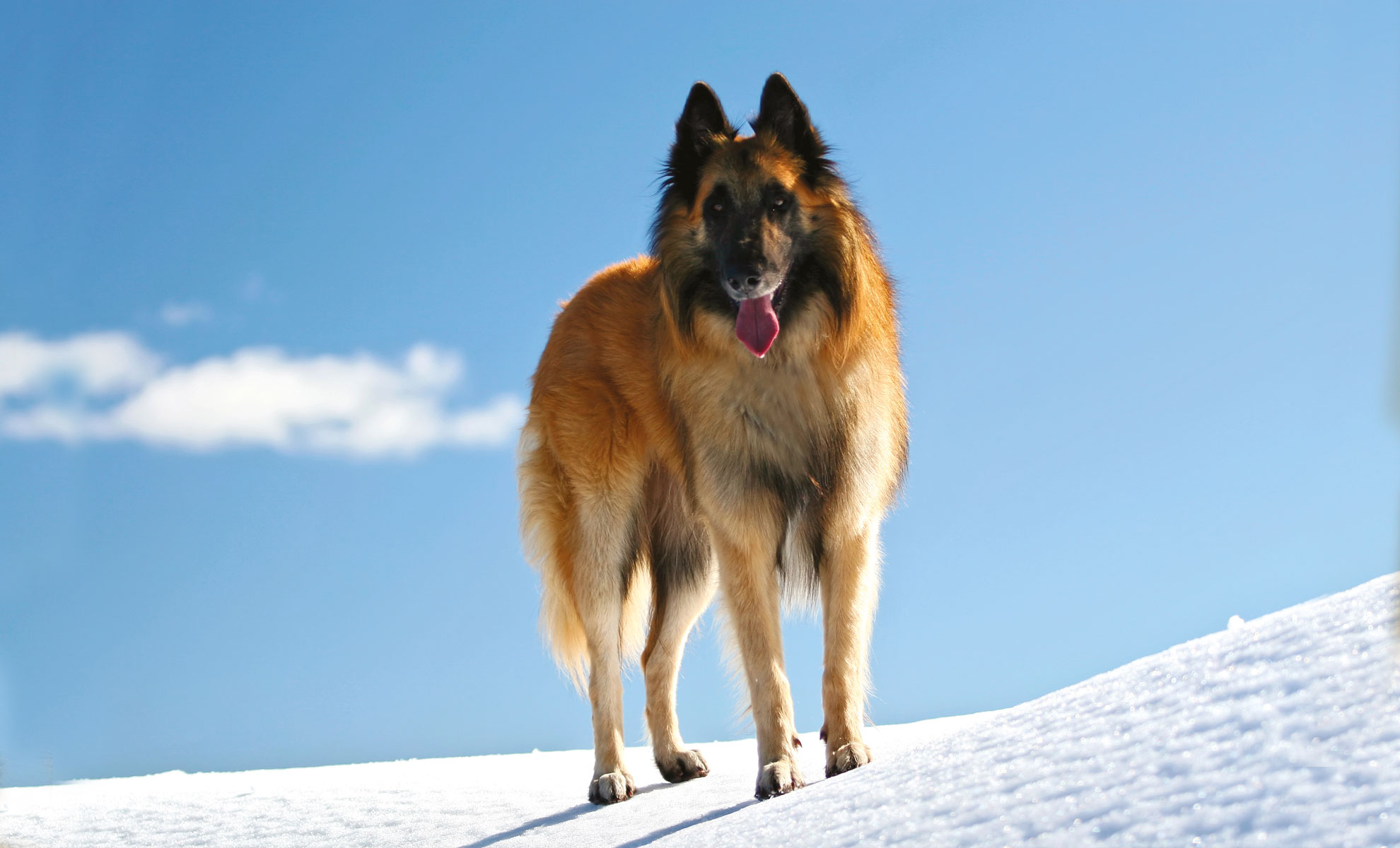 Un Cane da Pastore Belga Tervueren si erge maestoso su una collina innevata, con il suo mantello marrone e nero che contrasta con il cielo azzurro e limpido.