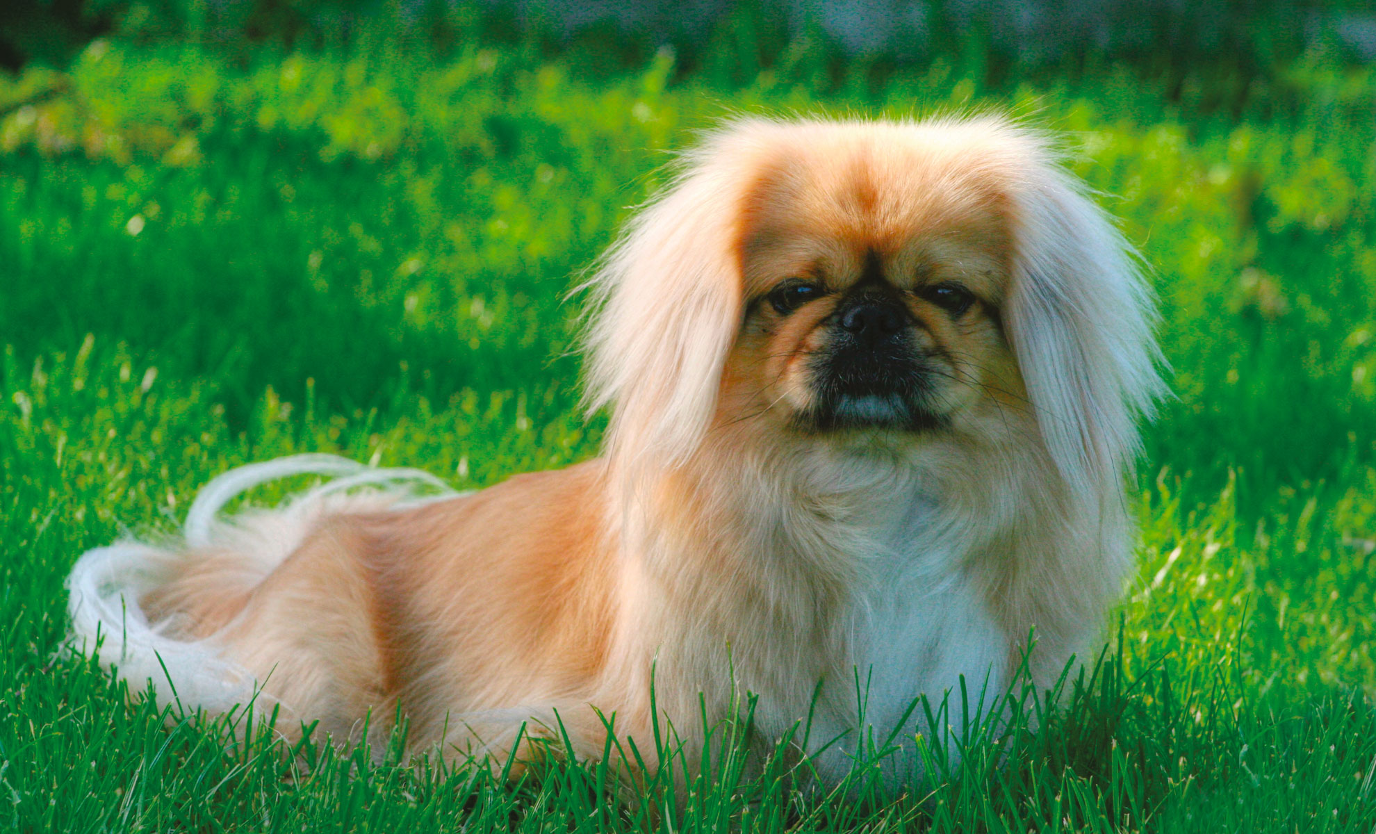 Un piccolo cane dal pelo lungo e dal manto dorato è sdraiato sullerba verde, rivolto in avanti.