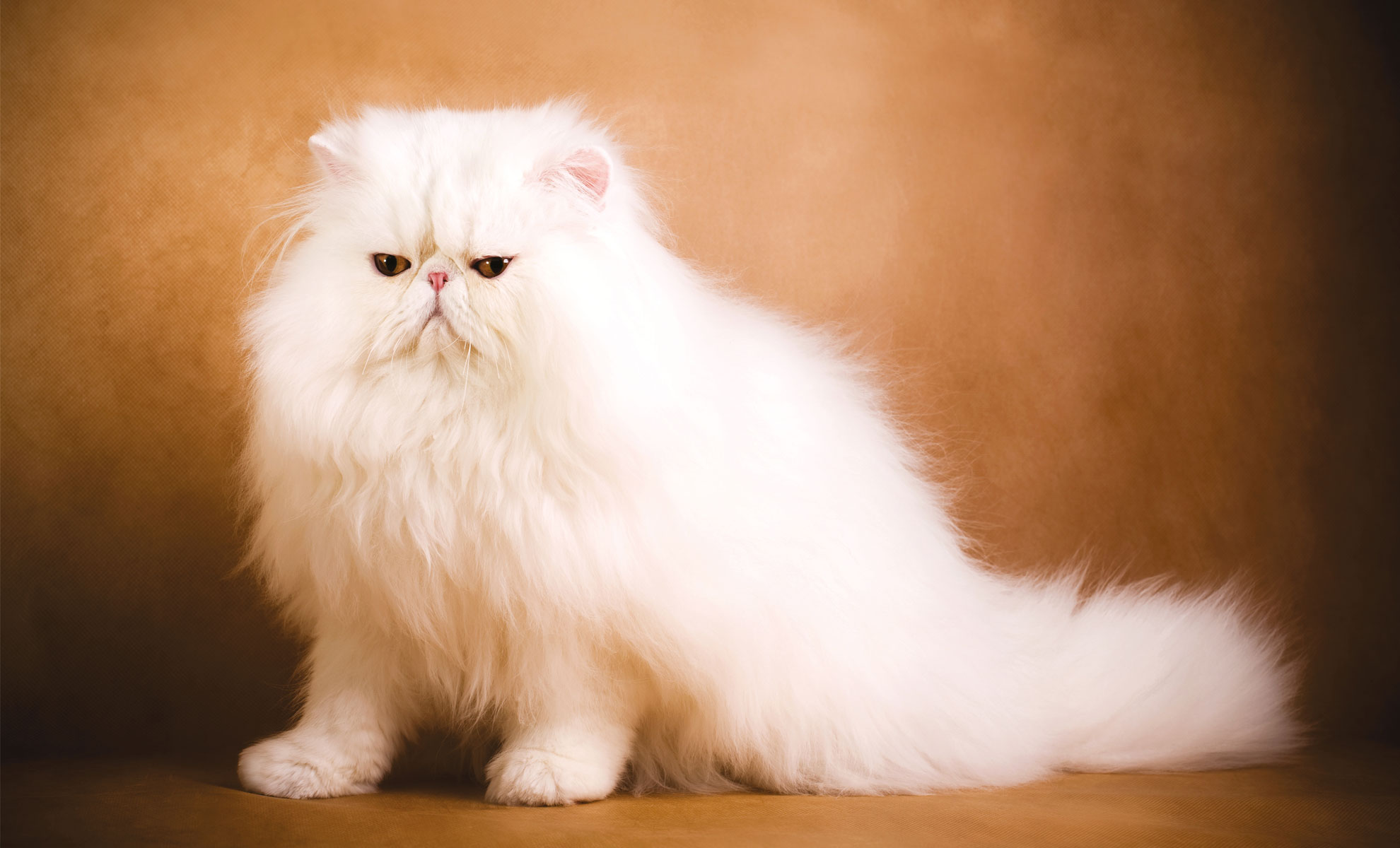 Un soffice gatto persiano bianco è seduto su uno sfondo marrone, leggermente rivolto verso destra.