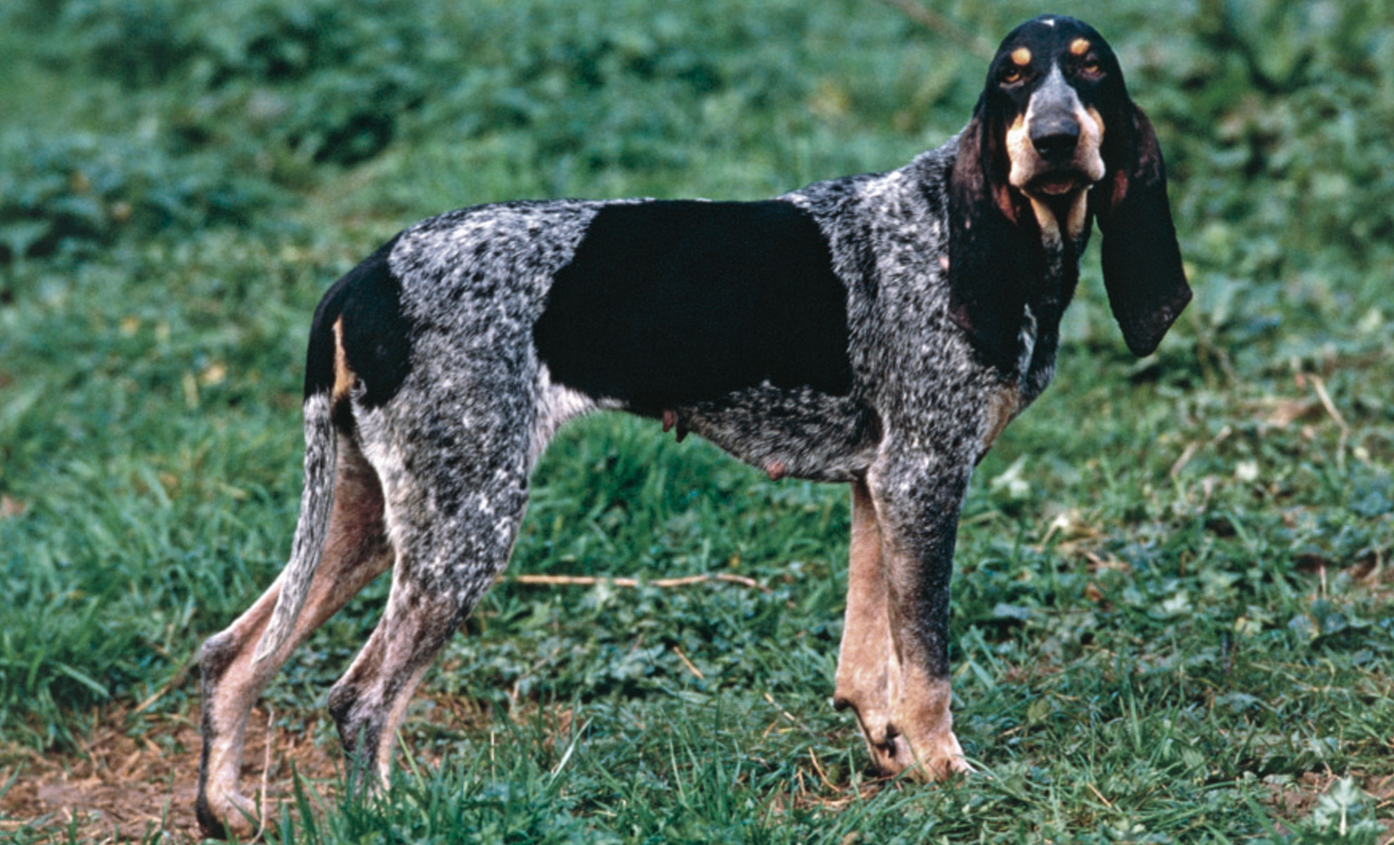 Un Bluetick Coonhound, che ricorda il Petit Bleu de Gascogne, sta elegantemente sullerba. La sua testa è leggermente girata, evidenziando il mantello maculato di nero e blu e le orecchie lunghe ed eleganti.