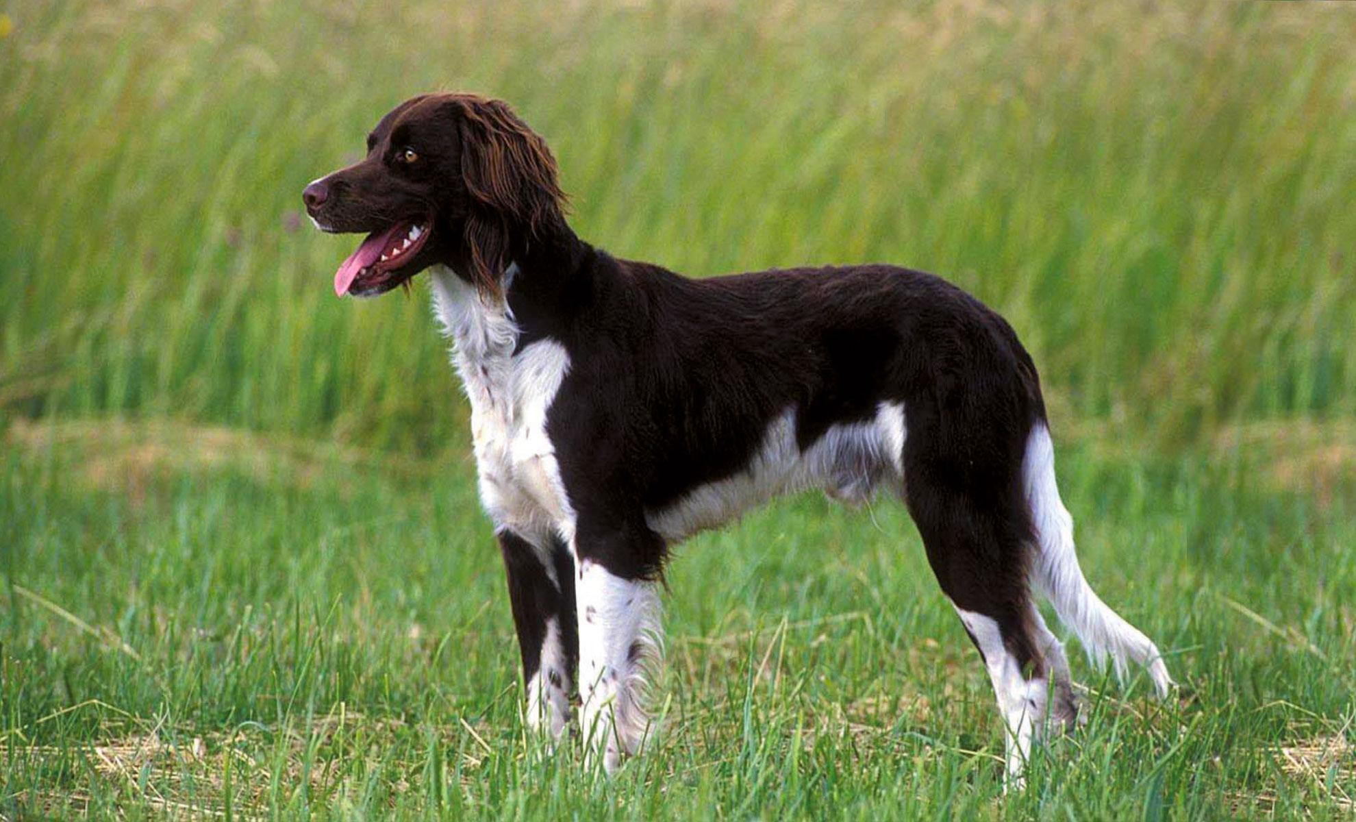 Un piccolo cane da caccia con macchie marrone scuro e bianche è in piedi sullerba in un campo, con la bocca aperta e lo sguardo rivolto a sinistra. Questo Piccolo Münsterländer trasuda il fascino di una versatile razza da caccia.