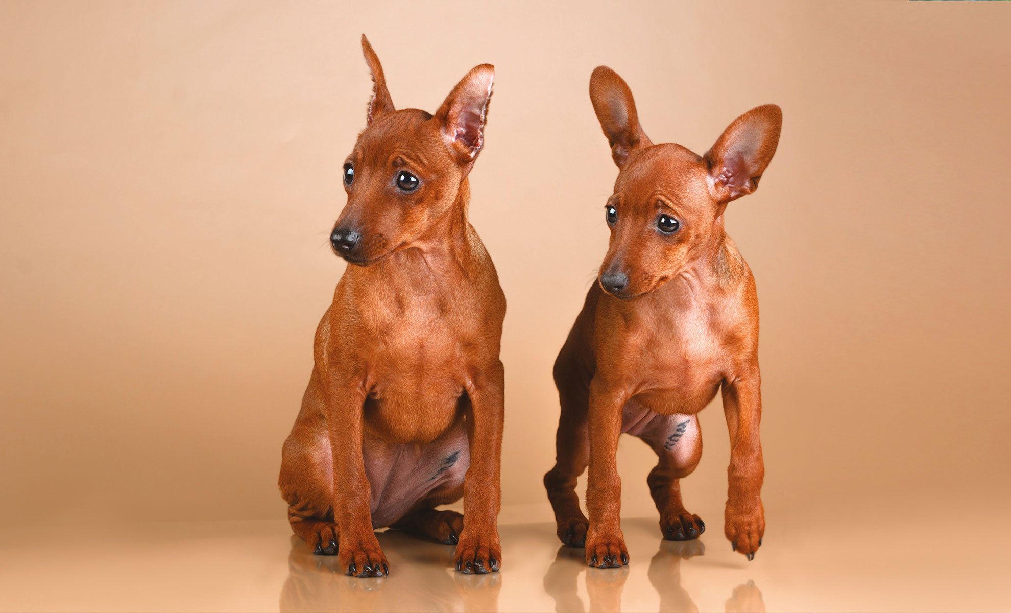 Due piccoli cani marroni che ricordano i Pinscher Nano, con le orecchie dritte, sono seduti su uno sfondo neutro e sono leggermente rivolti di lato.