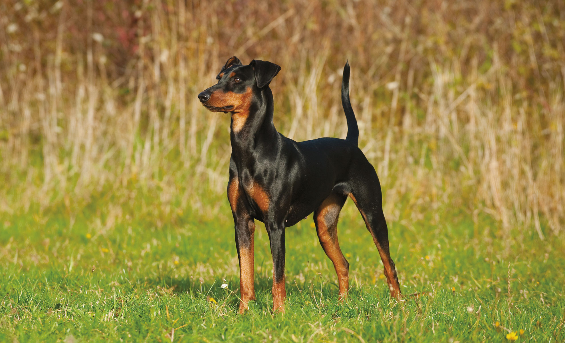 Pinscher Tedesco Petme