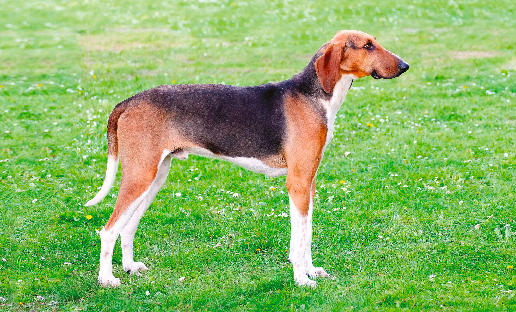 Vista laterale di un cane tricolore in piedi su un campo erboso, rivolto verso destra.