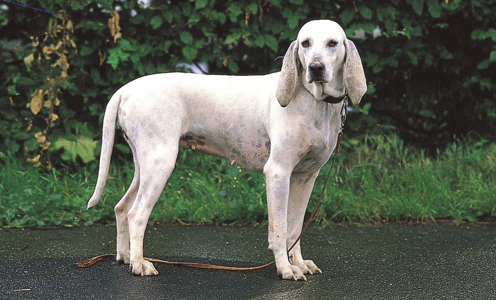 Cane bianco in piedi su un marciapiede bagnato con vegetazione sullo sfondo.