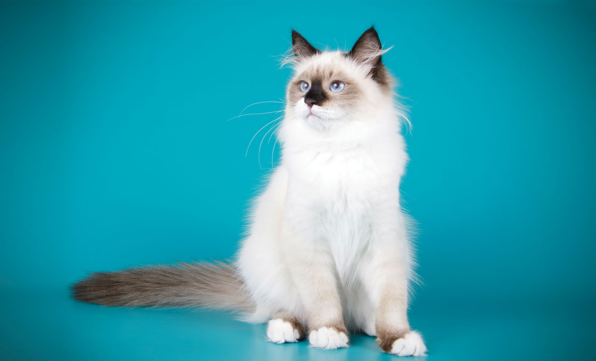 Un soffice gatto bianco e grigio con gli occhi azzurri è seduto su uno sfondo color verde acqua.