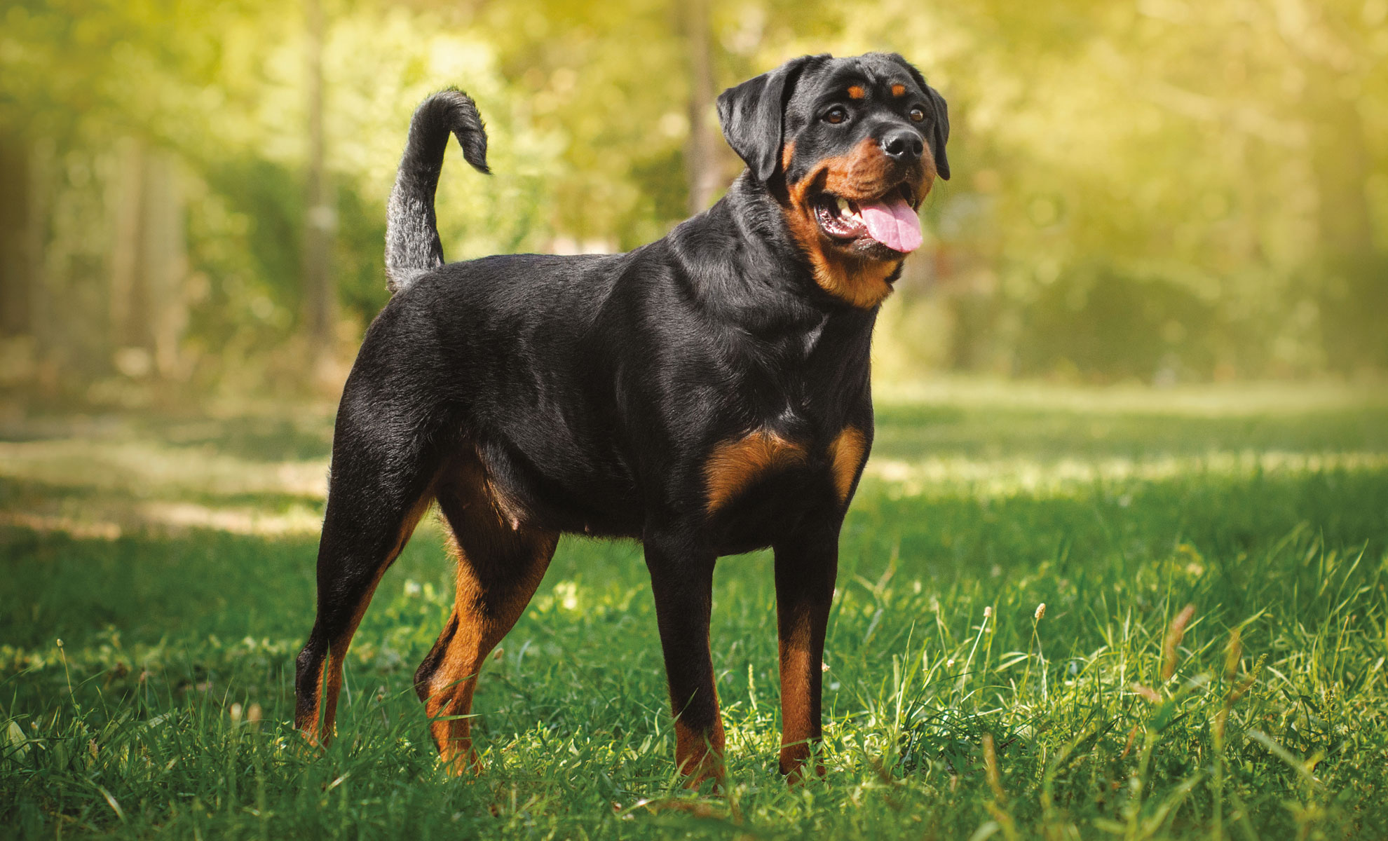 Un Rottweiler è in piedi sullerba in un parco, con la lingua fuori, in stato di allerta. Lo sfondo è sfocato con fogliame verde.