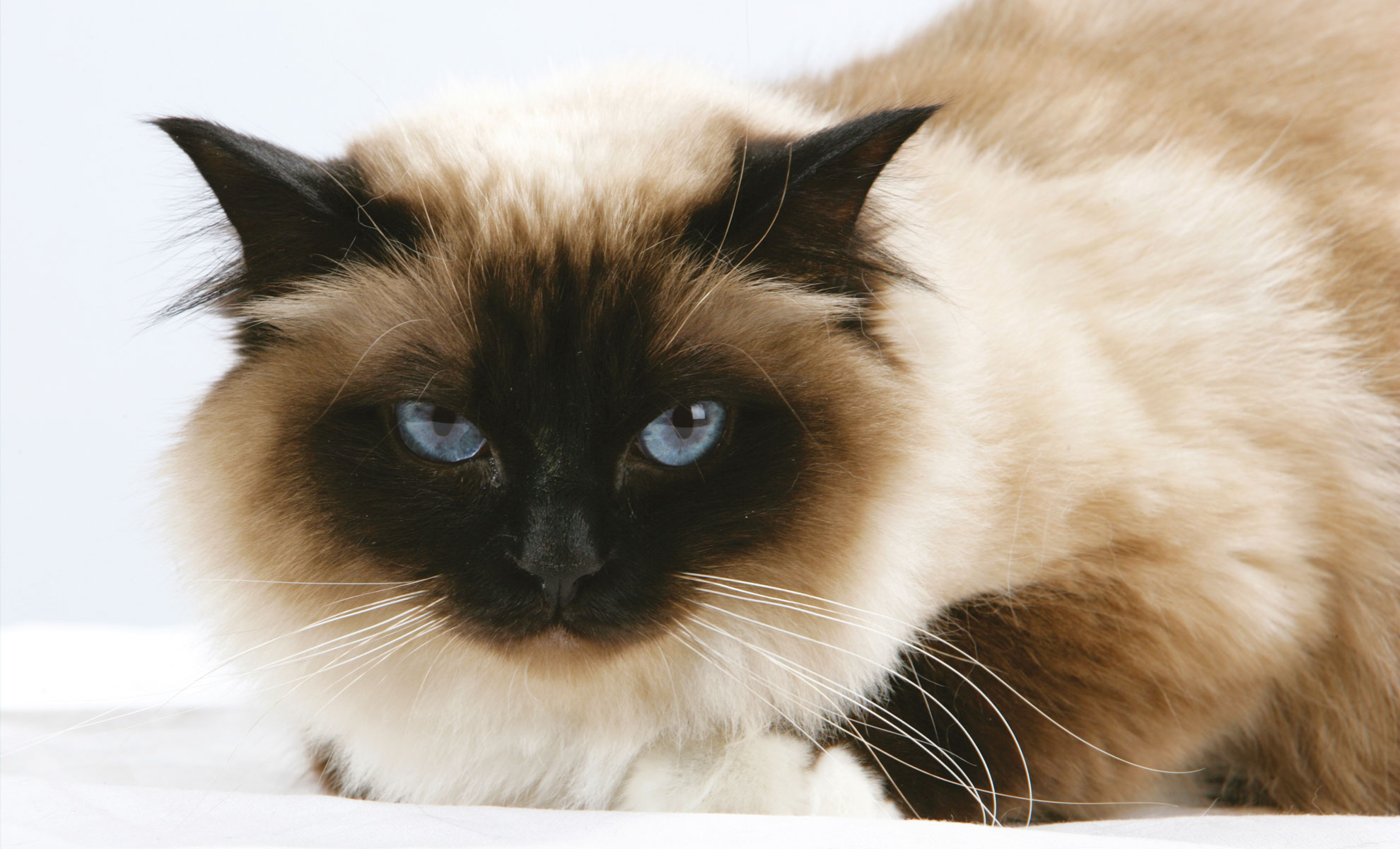 Un soffice gatto Sacro di Birmania con gli occhi azzurri e la maschera scura sul muso guarda intensamente la telecamera, adagiato su una superficie chiara.